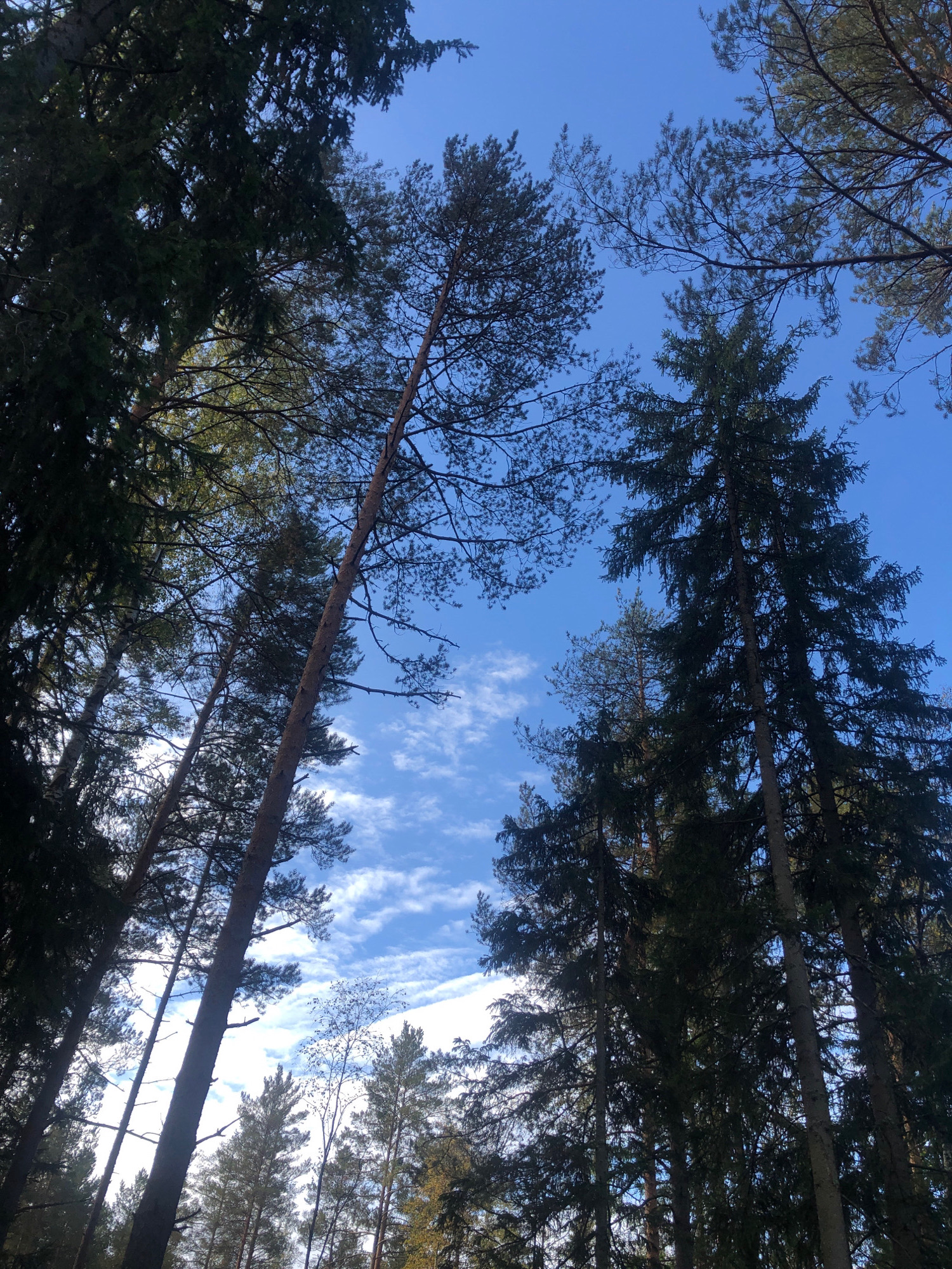 The image depicts a view looking directly upwards through a canopy of tall coniferous trees. The trees are densely packed and their branches, laden with dark green needles, obscure large portions of the sky. The sky itself is a vibrant, clear blue, with scattered wisps of white clouds. The perspective suggests the viewer is standing at the base of the forest, surrounded by the towering trees. The scene is natural and appears to be an outdoor environment, likely a forest. The location is specified as the city of Arfa, Russia. No people or specific objects are visible within the frame, only the natural elements of trees and sky.