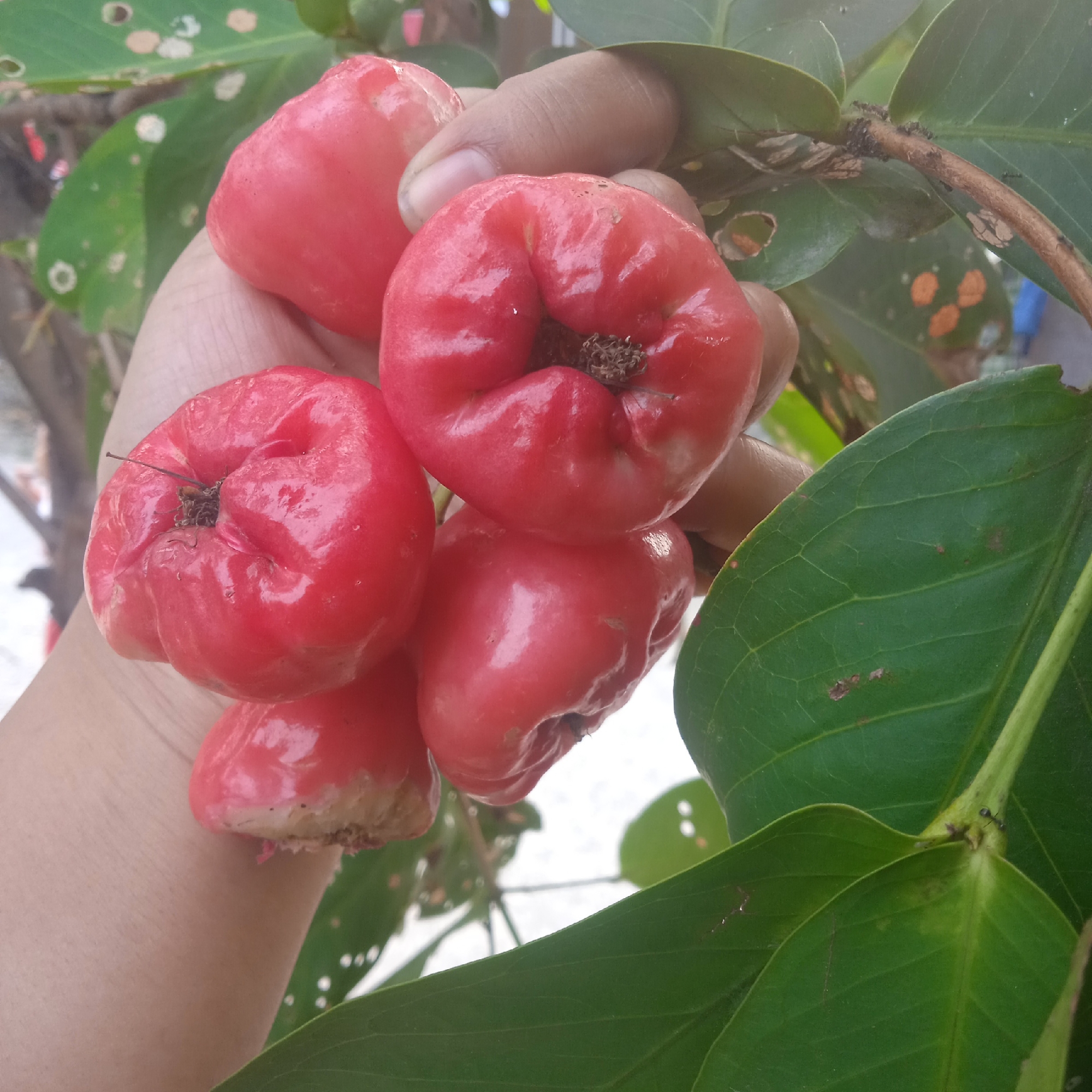 A hand is holding a cluster of ripe, red rose apples (Syzygium samarangense) in Situterate, Indonesia. The fruits are glossy and bell-shaped, with some showing slight blemishes or imperfections. Green leaves with irregular brown spots are visible in the background, as well as a branch with ants on it. The overall scene suggests a natural setting, likely a garden or orchard.