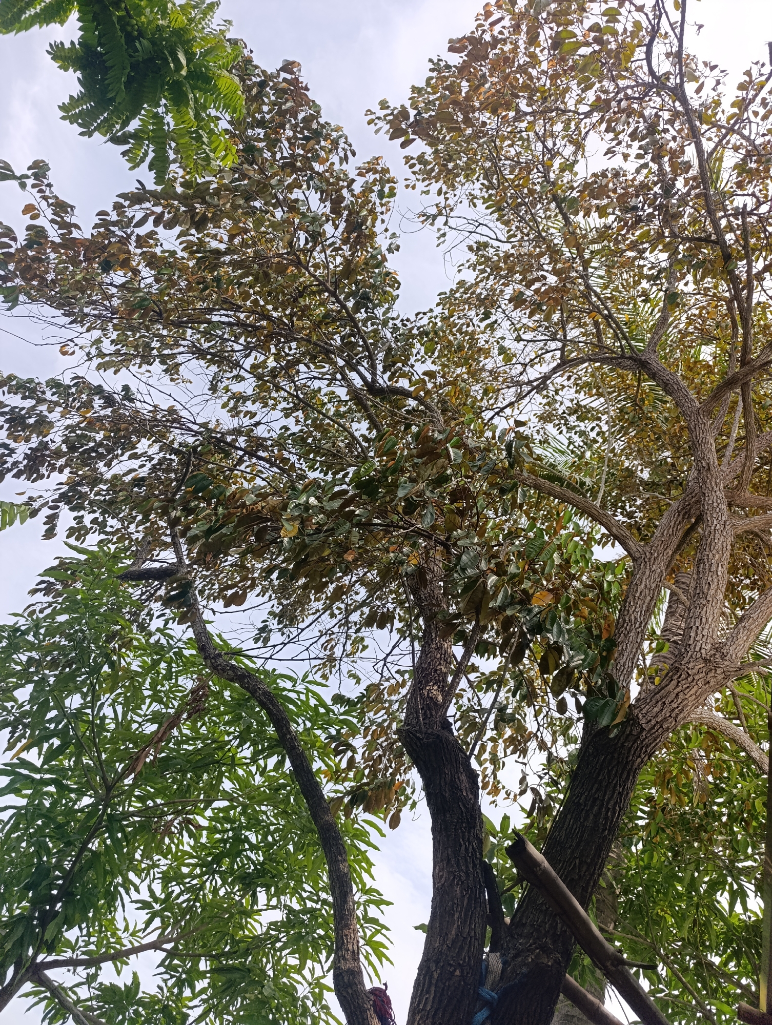 The image captures an upward view into the canopy of several trees against a bright, overcast sky. The foreground and midground are dominated by the intertwining branches and foliage of multiple tree species.
On the left side of the frame, lush green leaves with a distinct fern-like structure are prominent, suggesting a specific type of plant or tree with compound leaves. To the right and center, other trees display a mix of broad leaves, some vibrant green, others showing shades of light green, yellow, brown, and reddish tones, indicating either different species, stages of growth, or seasonal changes. The leaves create a dense overhead pattern, allowing glimpses of the white-grey sky through gaps in the foliage.
The trunks and larger branches of the trees are visible at the bottom and sides of the image. The bark appears textured and varies in color from dark brown to lighter greyish-brown. In the lower-left section, a thick blue rope or cord is tied around one of the tree trunks, while a wooden pole or branch leans against another trunk further to the right, suggesting human interaction with the trees, possibly for support or as part of a structure.
The lighting is soft and diffused, characteristic of an overcast day, without harsh shadows. There are no visible people or discernible activities taking place, and no text is present in the image. The scene conveys a sense of a natural outdoor environment, possibly a garden or a park, under a cloudy sky.