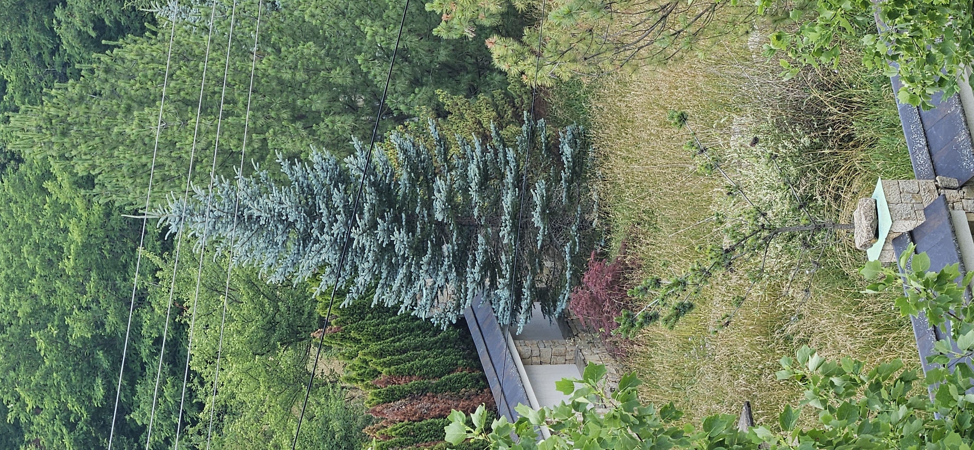 The image captures a view of a residential area with lush greenery and a prominent blue spruce tree in the foreground. The scene appears to be set in a mountainous or hilly region, likely a suburban or semi-rural environment, possibly in or around Veliko Tarnovo, Bulgaria, given the presence of traditional stone architecture visible on a building in the lower part of the frame.
A striking blue spruce tree stands as the central focus, its branches laden with characteristic needle-like foliage. Behind it, a dense forest of various evergreen and deciduous trees creates a verdant backdrop. The forest floor is covered with dry grass and some smaller shrubs, including a small, ornamental tree with red foliage. A portion of a stone building with a dark roof is visible on the left, suggesting a dwelling or outbuilding. The sky is overcast, contributing to the diffused, natural light of the scene. Several power lines are strung across the upper portion of the image, indicating the presence of infrastructure. The overall impression is one of a tranquil, nature-filled setting.