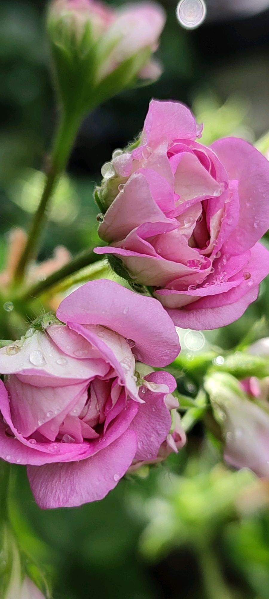 In the city of Belaya Kalitva, Russia, two pink geranium flowers are in close-up, captured with a shallow depth of field. Water droplets adorn the petals of the partially bloomed flowers, suggesting recent rain or dew. The vibrant pink of the petals contrasts with the soft green and dark, out-of-focus background foliage.