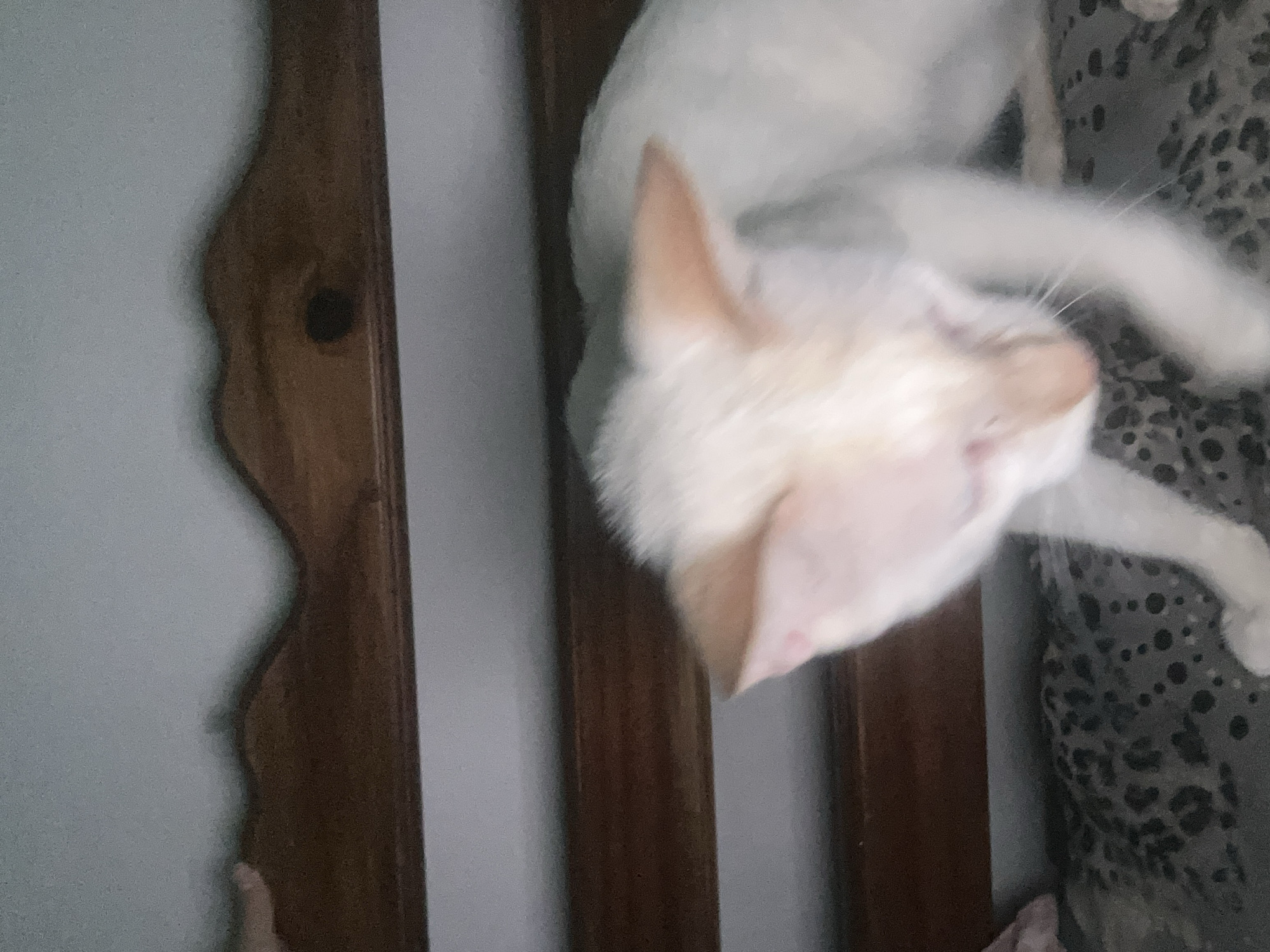 A slightly out-of-focus, close-up, eye-level shot shows a white cat with some light orange coloring on its ears and face. The cat is lying down on a surface with a dark gray and black leopard-like pattern. The cat's head is lowered, and its eyes are not clearly visible. Behind the cat, there are two horizontal wooden planks. The top plank has a decorative, wavy edge. The background is a light blue-gray wall. There is no indication of the city of Juan Griego, Venezuela, or any urban environment.