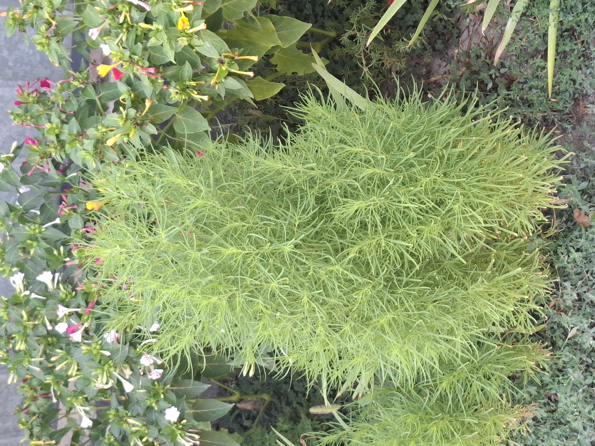 The image shows a dense, bushy green plant with needle-like leaves in the foreground. Behind it, there is a flowering plant with small, trumpet-shaped flowers in various colors, including white, pink, yellow, and red. The flowers are clustered on green stems with broad leaves. The background appears to be a gray wall or structure. The scene is likely an outdoor garden or park in Almaty, Kazakhstan, given the provided context. The lighting suggests it is daytime. There are no people or animals visible in the image.