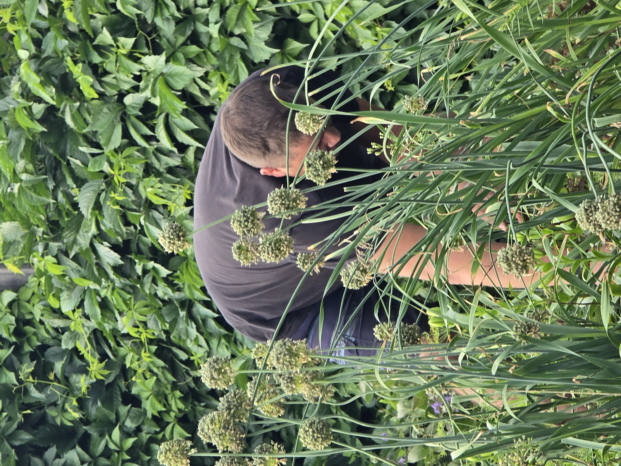 In the city of Yermolayevo, Russia, a man is bent over in a garden, tending to plants. He is wearing a dark t-shirt and shorts. The garden is lush and green, with tall plants and a dense ivy-covered wall in the background. The man's attention is focused on the plants at his feet, suggesting he may be harvesting or weeding. The scene conveys a sense of quiet activity within a natural setting.