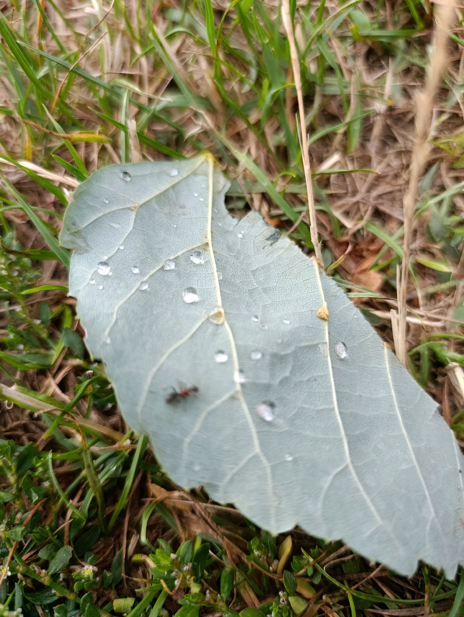 An overhead, close-up shot shows a single, pale green, oval-shaped leaf resting on a patch of green grass, brown dirt, and dried vegetation. The leaf is slightly curled and has a jagged edge on its lower right side. It is covered with numerous small, clear water droplets. An ant, dark red and black, is visible on the surface of the leaf towards the bottom left quadrant, with its body angled to the right. The background is a blur of green grass and brown, dry plant matter. The scene is consistent with an outdoor environment in Cherkasy, Ukraine, likely captured after a rainfall.