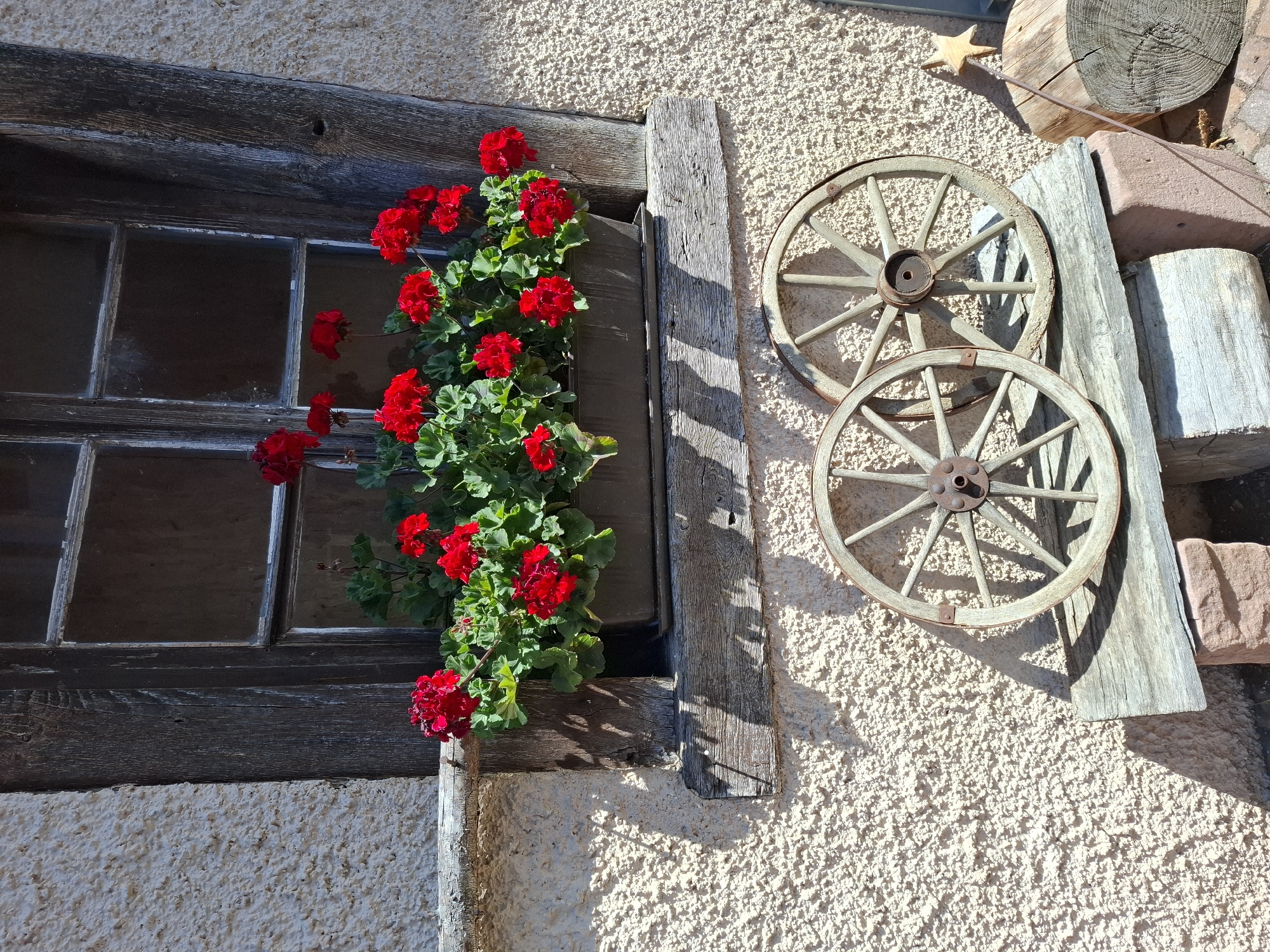 This media file shows a rustic window with red geraniums in Klettgau, Germany. The window is made of dark, weathered wood with multiple panes, some of which appear dirty or scratched. The geraniums are vibrant red and spill out from a planter, creating a splash of color against the aged wood and the textured light-colored wall.
To the right of the window, two wooden wagon wheels are mounted on the wall. They are old and appear to be made of light-colored wood with rusty metal hubs. The wheels cast distinct shadows on the wall, indicating that the sun is shining brightly. The wall itself has a rough, stucco-like texture.
Above and to the right of the wagon wheels, there are several stacked pieces of weathered wood and a large, rough-hewn stone block. A thin metal rod with a small wooden star at the end is propped against the stacked wood, also casting a shadow.
The overall scene evokes a sense of rural charm and a connection to a bygone era. The bright sunlight and clear shadows suggest that it is daytime, likely mid-morning or afternoon, with fair weather. There are no people or explicit events depicted, but the arrangement of objects suggests a decorative display on the exterior of a building. No visible text is present in the image.