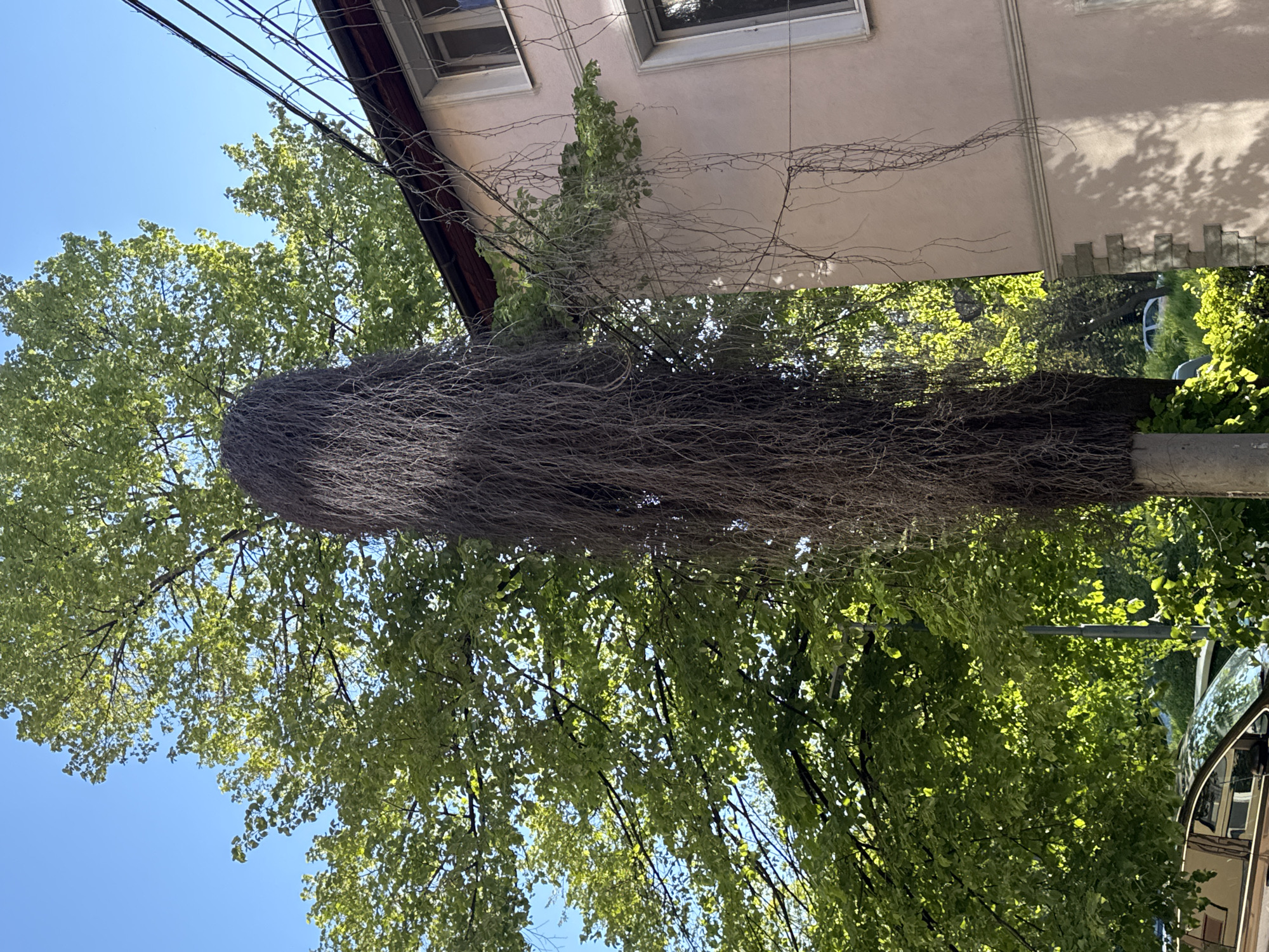 The image depicts a street scene in Plovdiv, Bulgaria. A utility pole is heavily covered in dry vines, forming a thick, dense mass. The pole is located near a building with a light-colored facade. Green trees are visible in the background. The sky is blue. Overhead power lines are strung above the trees and building. Part of a car is visible on the right side of the frame.