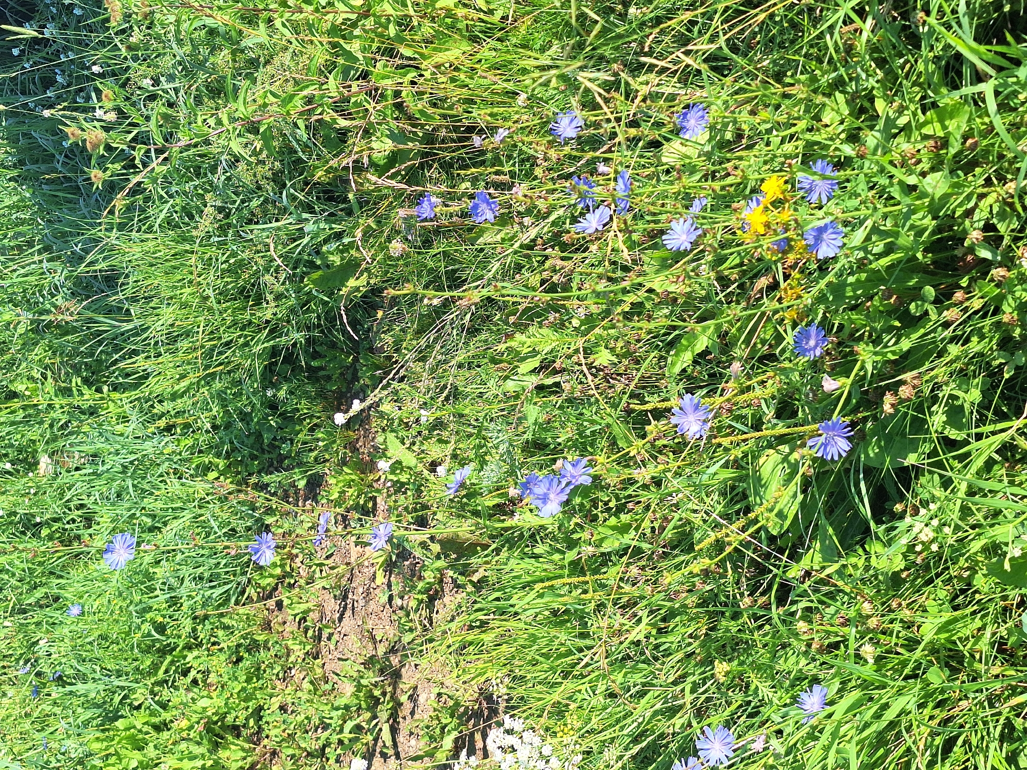 The image depicts a sunlit, overgrown field of tall green grass and wildflowers. Several blue chicory flowers are prominent, with their petals unfurled. A cluster of small yellow flowers can be seen in the lower right portion of the image, interspersed among the blue ones. The ground is partly visible, showing dry soil and sparse vegetation. The scene appears natural and undisturbed.