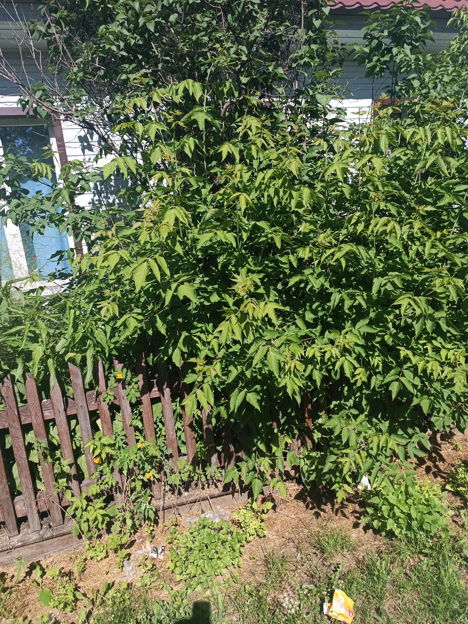 The image depicts a sunlit outdoor scene in Shushenskoye, Russia, featuring a dense green shrub or tree with compound leaves positioned in the foreground. To the left, a section of a weathered wooden fence with vertical planks is visible. Behind the shrub and fence, a white building with a dark-pitched roof is partially obscured. The ground is covered with dry, straw-like material and patches of green grass and smaller plants. Sunlight casts dappled shadows from the foliage onto the building and ground. Some litter, including a yellow plastic bag, is scattered on the ground. No people are present in the frame.