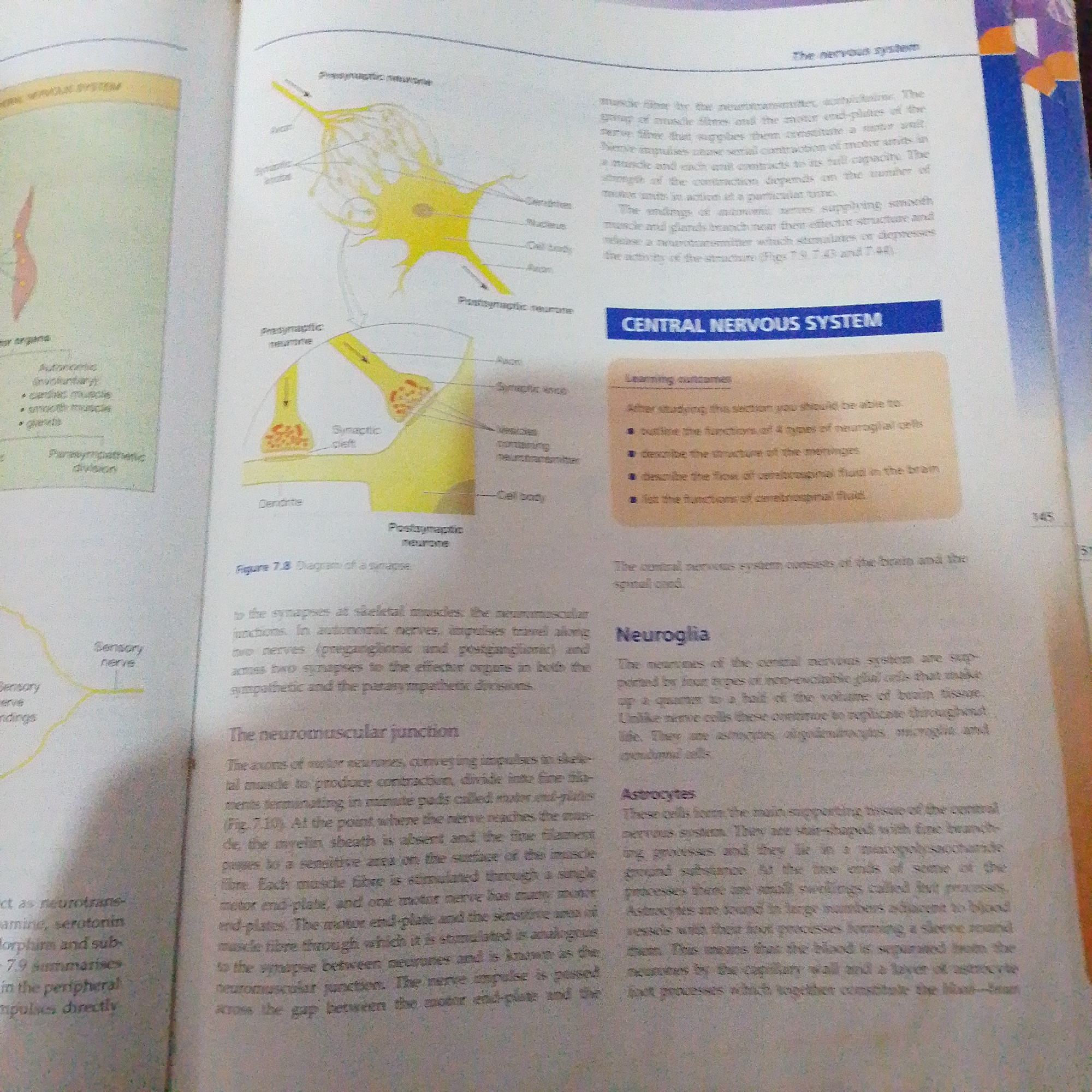 The image displays a page from a biology textbook, open to a section discussing the nervous system. The left side of the page features a diagram illustrating the autonomic nervous system, with labels for "Autonomic," "preganglionary," "cardiac muscle," "smooth muscle," and "glands," as well as a "Parasympathetic division" box. Below this, there's a diagram of a sensory nerve and nerve endings.
The right side of the page includes a detailed diagram of a synapse, with labels for "Presynaptic neurone," "Axon," "Synaptic cleft," "Vesicles containing neurotransmitter," "Cell body," "Dendrite," and "Postsynaptic neurone." A caption beneath this diagram reads "Figure 7.8 Diagram of a synapse."
Further down the right page, a heading "CENTRAL NERVOUS SYSTEM" is visible, followed by a "Learning outcomes" box listing points such as "outline the functions of 4 types of neuroglial cells." Below this, text discusses the central nervous system, brain, and spinal cord.
The section then moves on to "Neuroglia" and "Astrocytes," describing their roles and structures within the central nervous system. There are also headings for "The neuromuscular junction," with accompanying text detailing its function.
The image does not contain any information or visual elements related to Jalingo, Nigeria, or any specific geographic location or city. The content is exclusively academic and scientific in nature, focused on biological concepts of the nervous system.