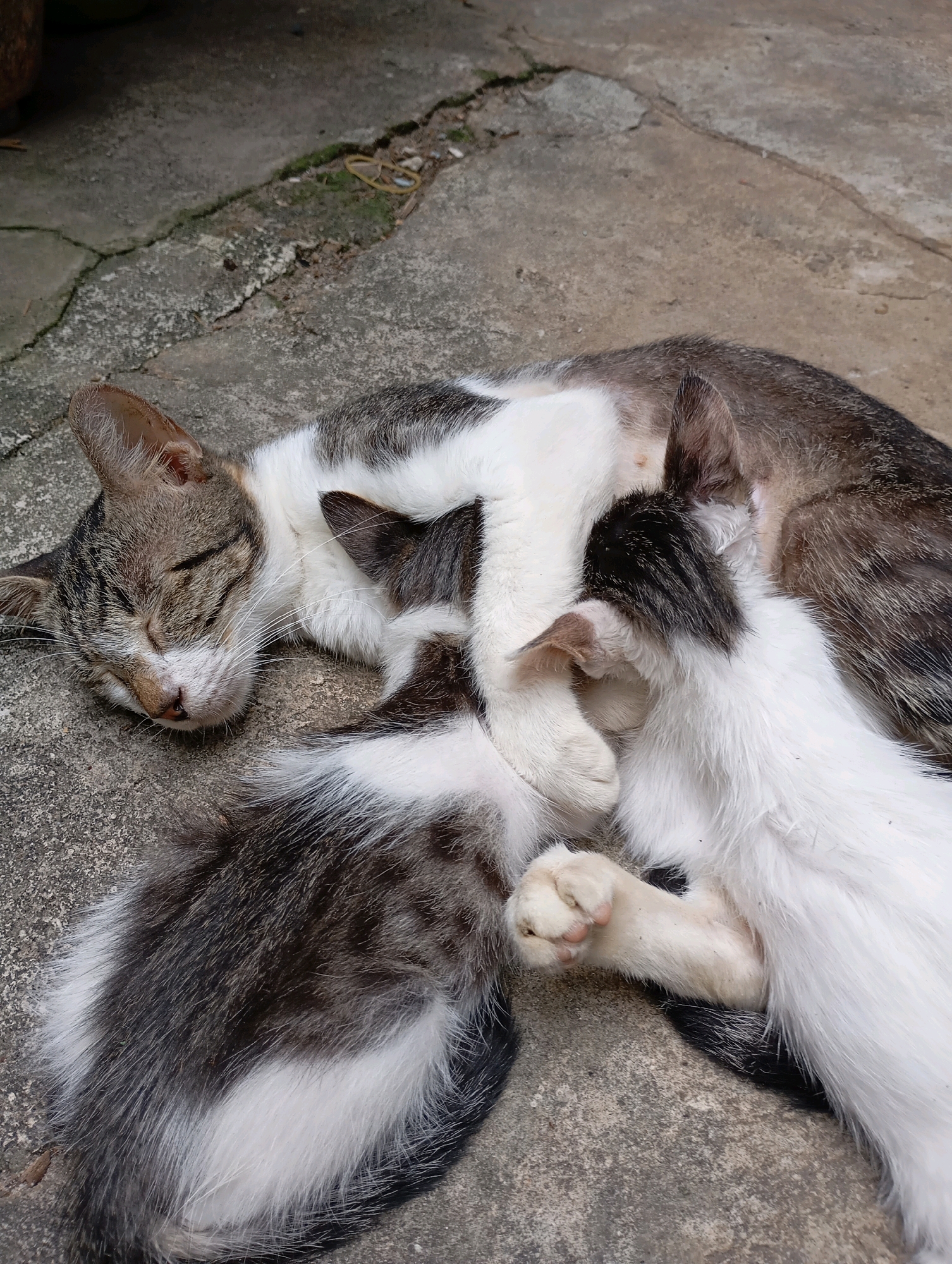 A mother cat with tabby and white markings sleeps on a concrete surface, while two kittens nurse from her. One kitten is mostly white with dark markings, and the other is black and white. The concrete surface is cracked and uneven, with some patches of moss. The scene is likely outdoors, possibly in a residential area of Balikpapan, Indonesia, given the commonality of stray or domestic cats in such environments. The overall atmosphere is one of peaceful domesticity.