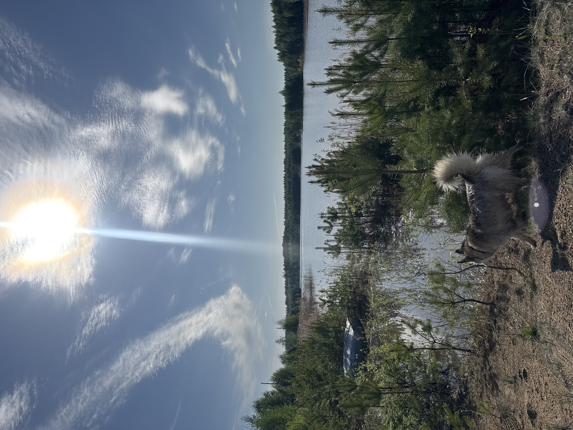 A landscape photograph depicts a body of water (likely a lake or river) with a clear horizon line, reflecting the sky. The sky is bright blue with wispy cirrus clouds. A bright sun is positioned on the left, casting a lens flare across the sky. The water is bordered by trees and vegetation along the edge. On the right side of the frame, a dog with a fluffy tail is standing on the shoreline. There is a boat in the water. This photograph was taken in Noviy, Russia.