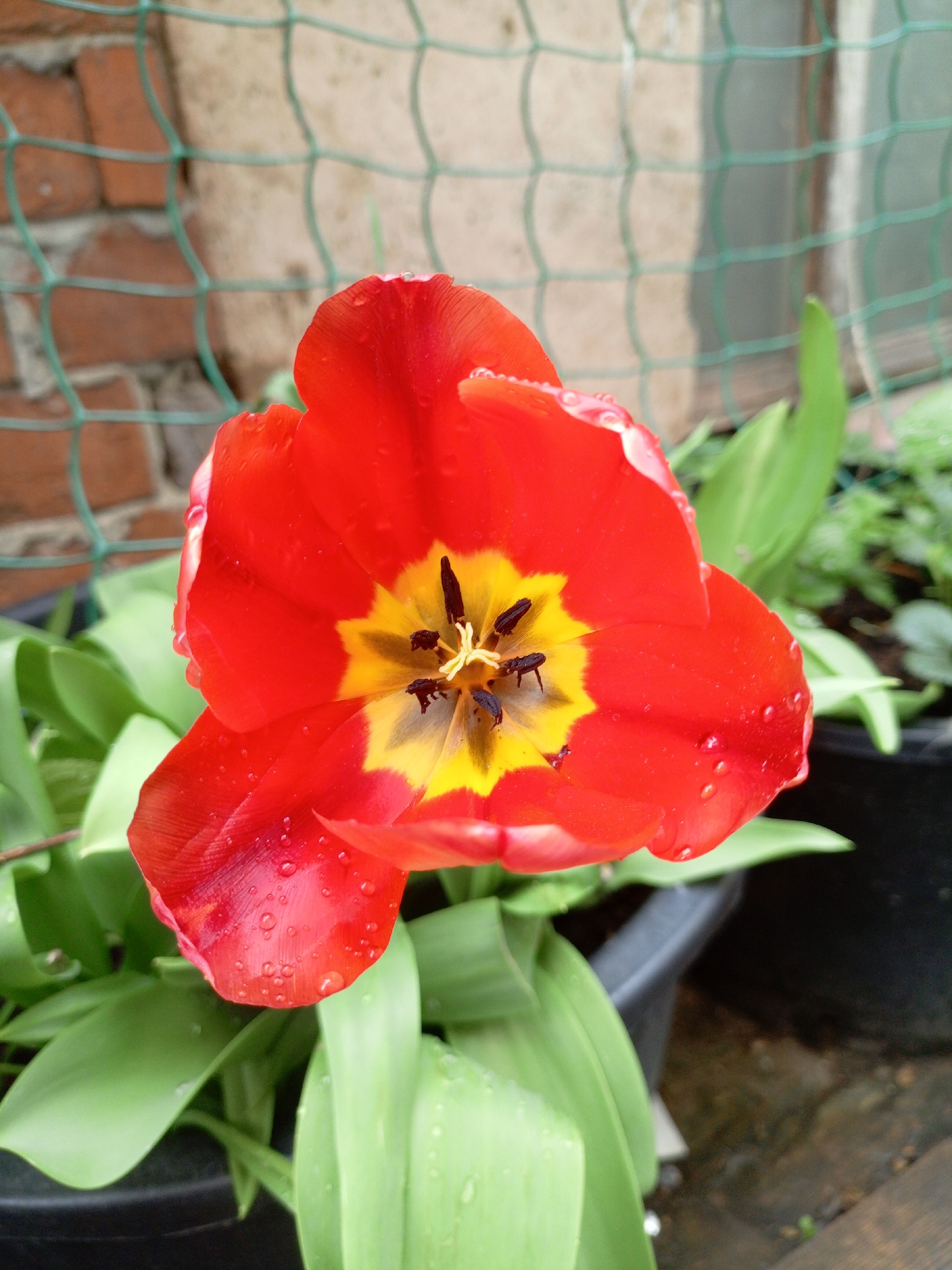 A close-up shot reveals a vibrant red tulip in full bloom. The flower, likely cultivated, features a yellow center with black stamens, adding a contrasting focal point. Droplets of water cling to the petals, suggesting a recent rain or watering. The tulip is planted in a black pot, surrounded by green leaves, which are also damp. The backdrop includes a blurred brick wall and a green wire mesh fence, typical of a garden or outdoor space. The location and city are Unknown.