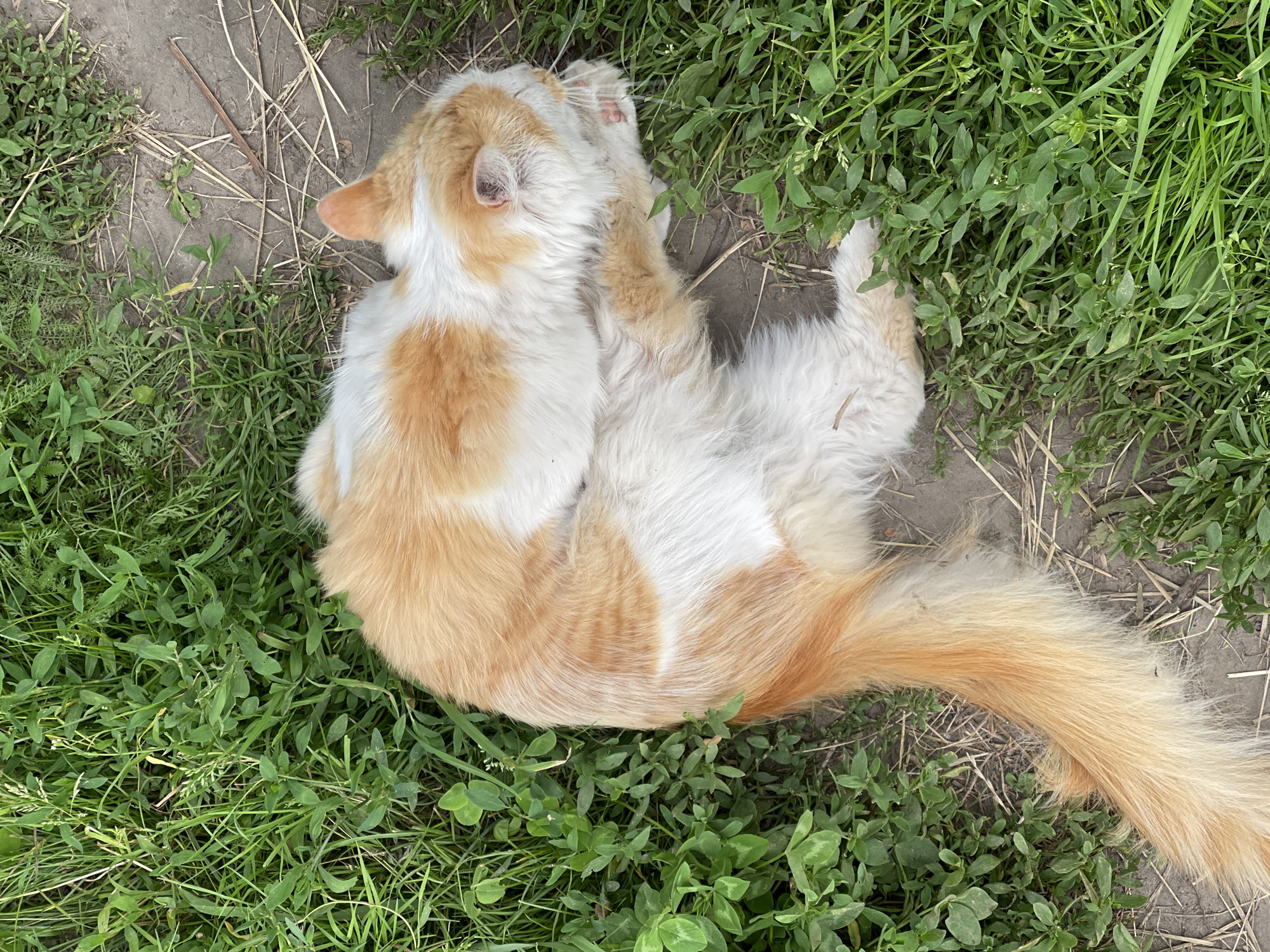 A fluffy ginger and white cat is curled up on the ground, asleep. The cat is lying on its side in a patch of green grass and dirt. Its eyes are closed and its paws are tucked in. The cat's tail is wrapped around its body. The fur on the cat's back is a mix of ginger and white, with ginger stripes. The cat's face is mostly white, with ginger markings around its ears and eyes. The sun appears to be shining, as there are shadows on the ground, suggesting it is daytime.