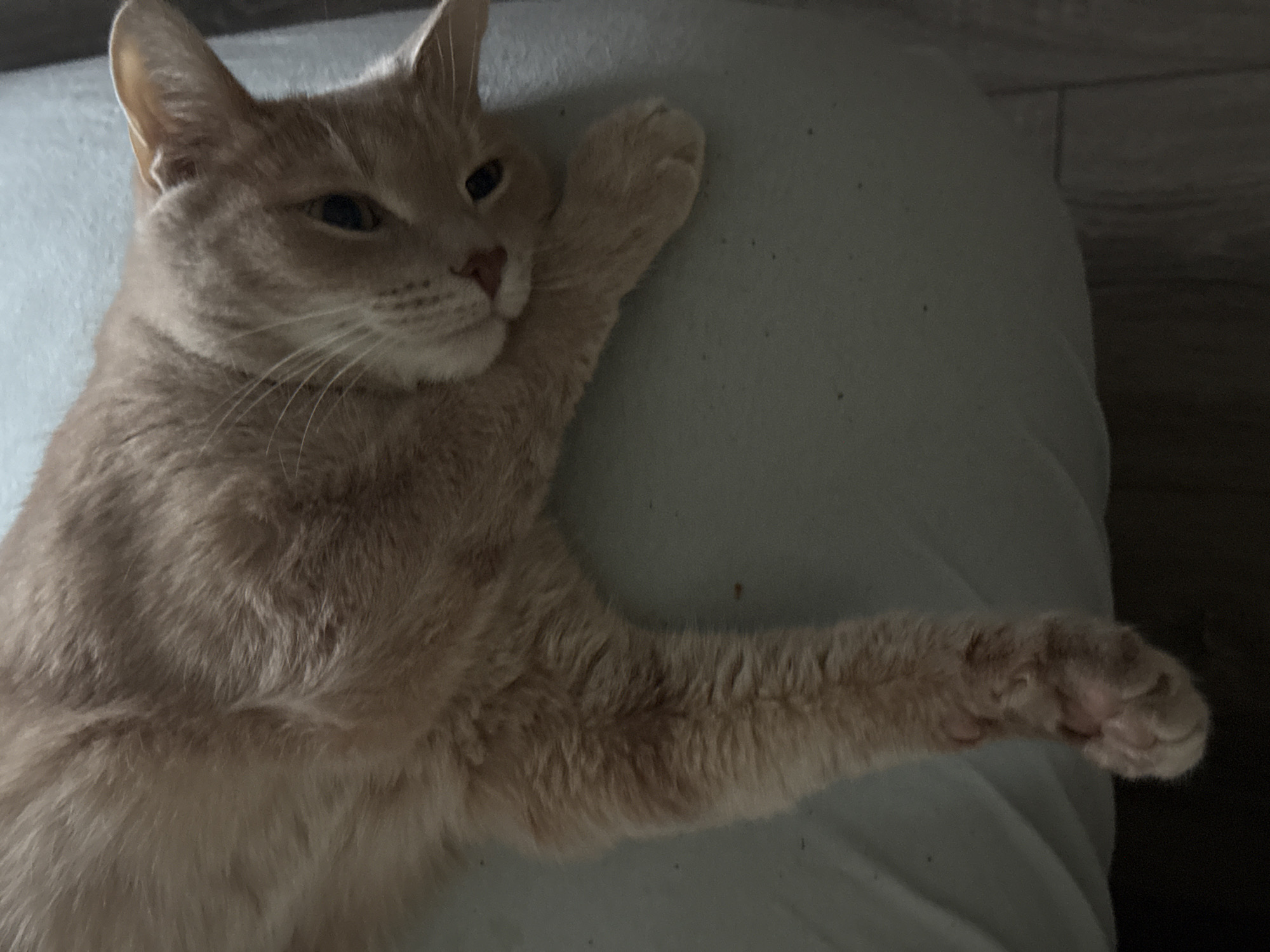 A light-colored cat with creamy or pale ginger fur is depicted lying down indoors on a soft, light blue or grey surface, likely a pillow or blanket. The cat is positioned diagonally, stretching its front left paw straight out towards the right side of the frame. Its head is slightly tilted, and its eyes are partially open, gazing calmly towards the right. The cat's expression appears relaxed and tranquil.
The image is captured in soft, dim lighting, suggesting an indoor setting with low ambient light, possibly during dawn or dusk. The cat's short, dense fur is visible, highlighting its light coloration. In the background on the right, a darker area with subtle textures, possibly a wall or wooden flooring, can be discerned. No other objects or individuals are visible. There is no discernible text within the image. The overall scene conveys a sense of peaceful domesticity.
