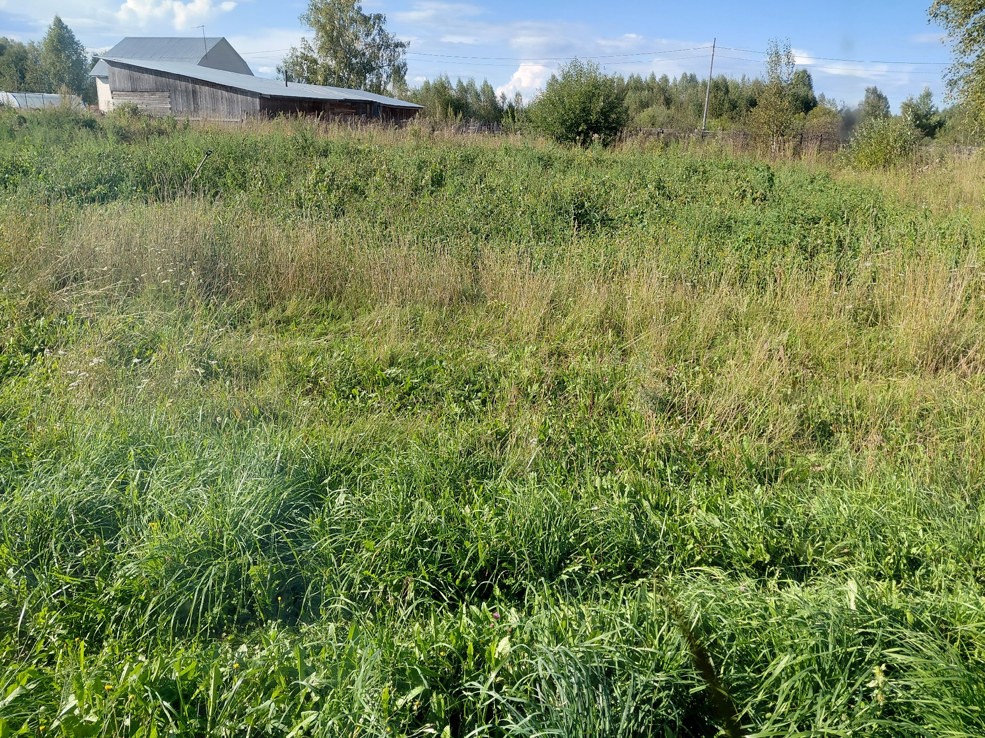 A pastoral scene unfolds in Malinovka, Russia, under a bright blue sky dotted with scattered white clouds. In the background, a long, weathered wooden building with a gray metal roof stands prominently. To the left of the building, a greenhouse is partially visible. A dense expanse of green and yellowing grass dominates the foreground, with tall weeds and wildflowers interspersed throughout. The overall impression is one of rural tranquility and overgrown nature.