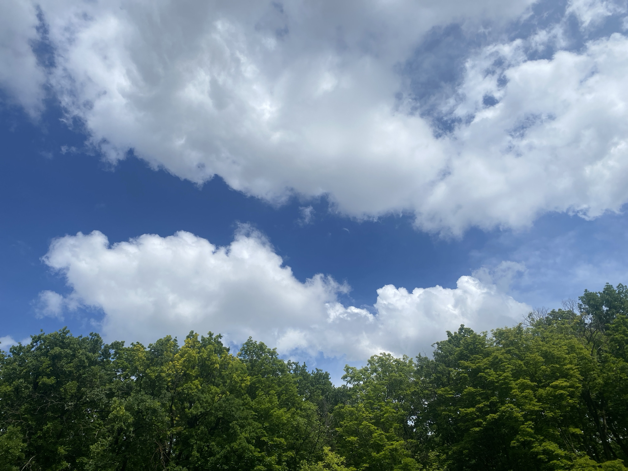 The image shows a dense canopy of green trees against a bright blue sky filled with fluffy white clouds. The trees are lush and full, suggesting a warm season, likely summer. The perspective is from below, looking up at the sky and the tops of the trees. There are no people or man-made structures visible, indicating a natural or park-like setting. The scene is serene and tranquil. The location is not identifiable within Samara, Russia, based solely on the visual information provided.