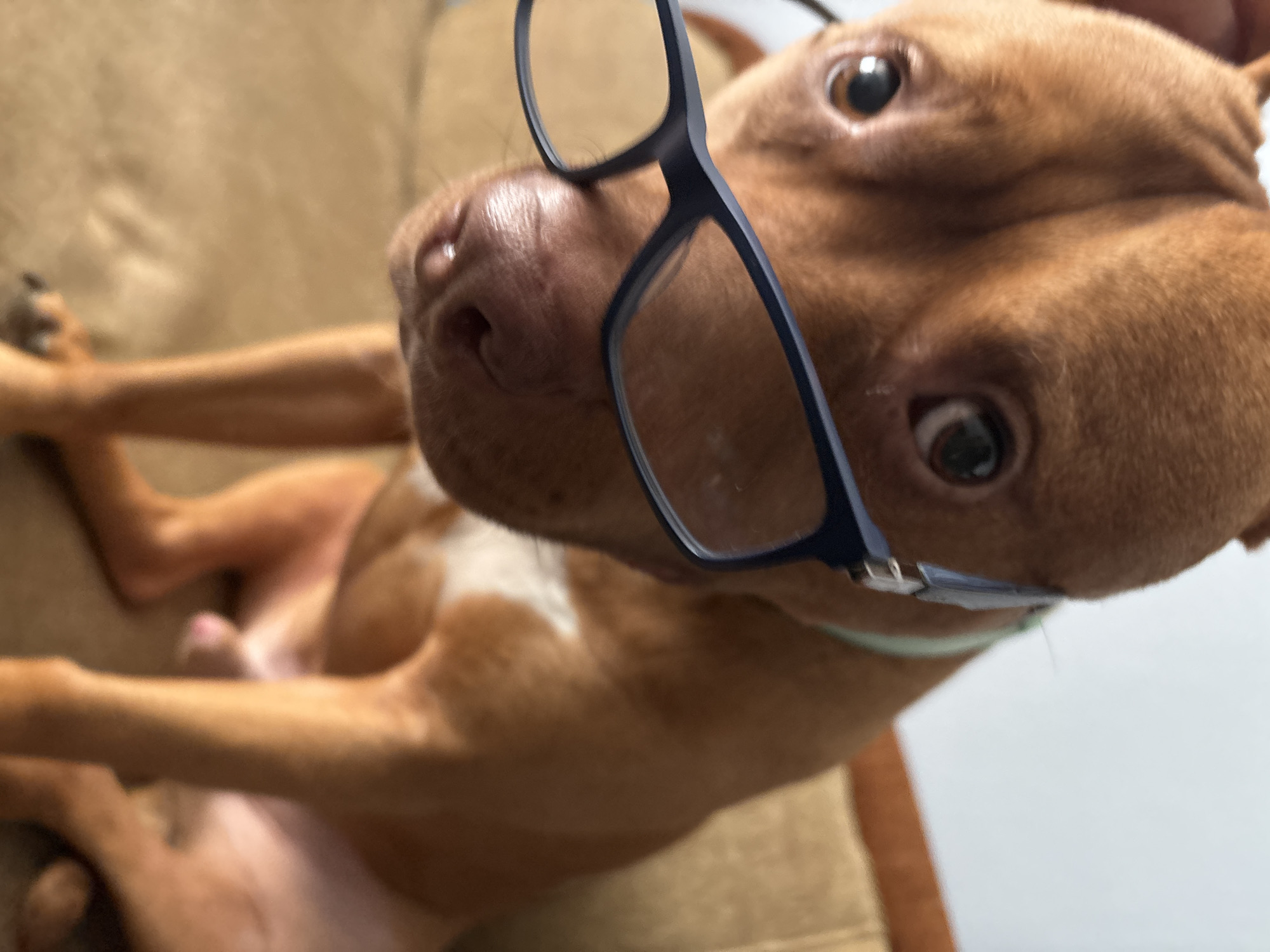 A brown dog is lying on its back on a tan surface, possibly a couch or bed. The dog is wearing black-rimmed glasses. The dog's limbs are visible, with one paw near the top left of the frame. The dog's chest area is visible with some white fur. The environment is blurry and out of focus. The location is not identifiable as Sofia, Bulgaria based solely on this image.