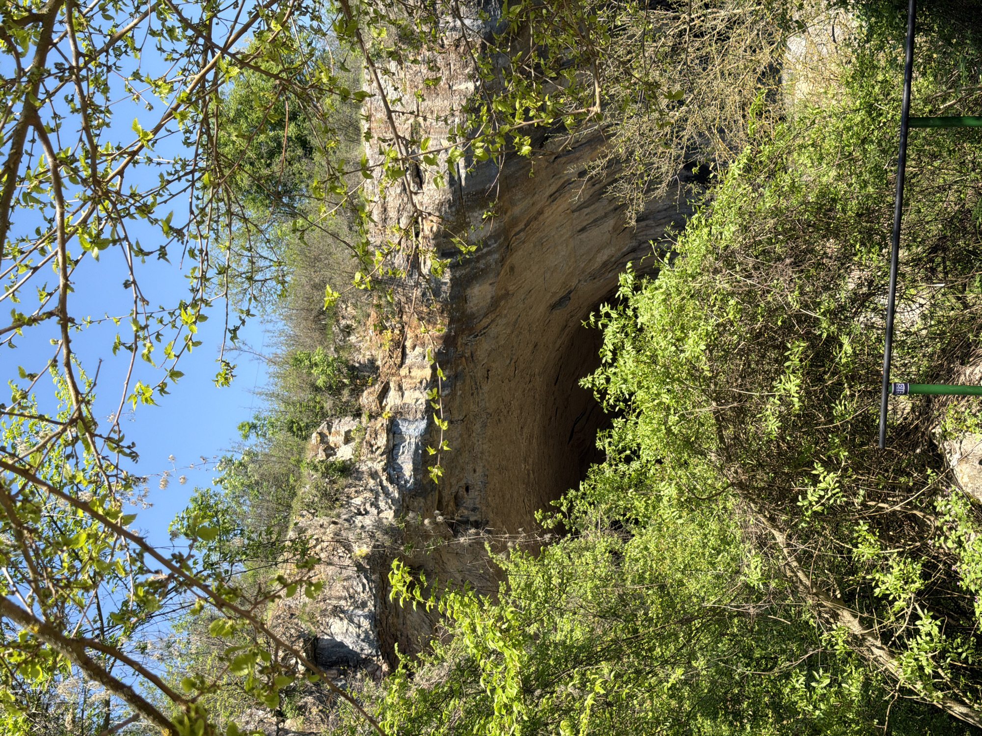 The image depicts Devetashka Cave near the village of Devetaki in Karlukovo, Bulgaria. The scene is framed by foliage including trees with new leaves to the left and dense green shrubbery to the right. The cave entrance is a large, dark, natural opening in the rocky cliff face. A thin green railing is visible on the right side of the frame. The sky is clear and blue above the foliage. No people are visible.