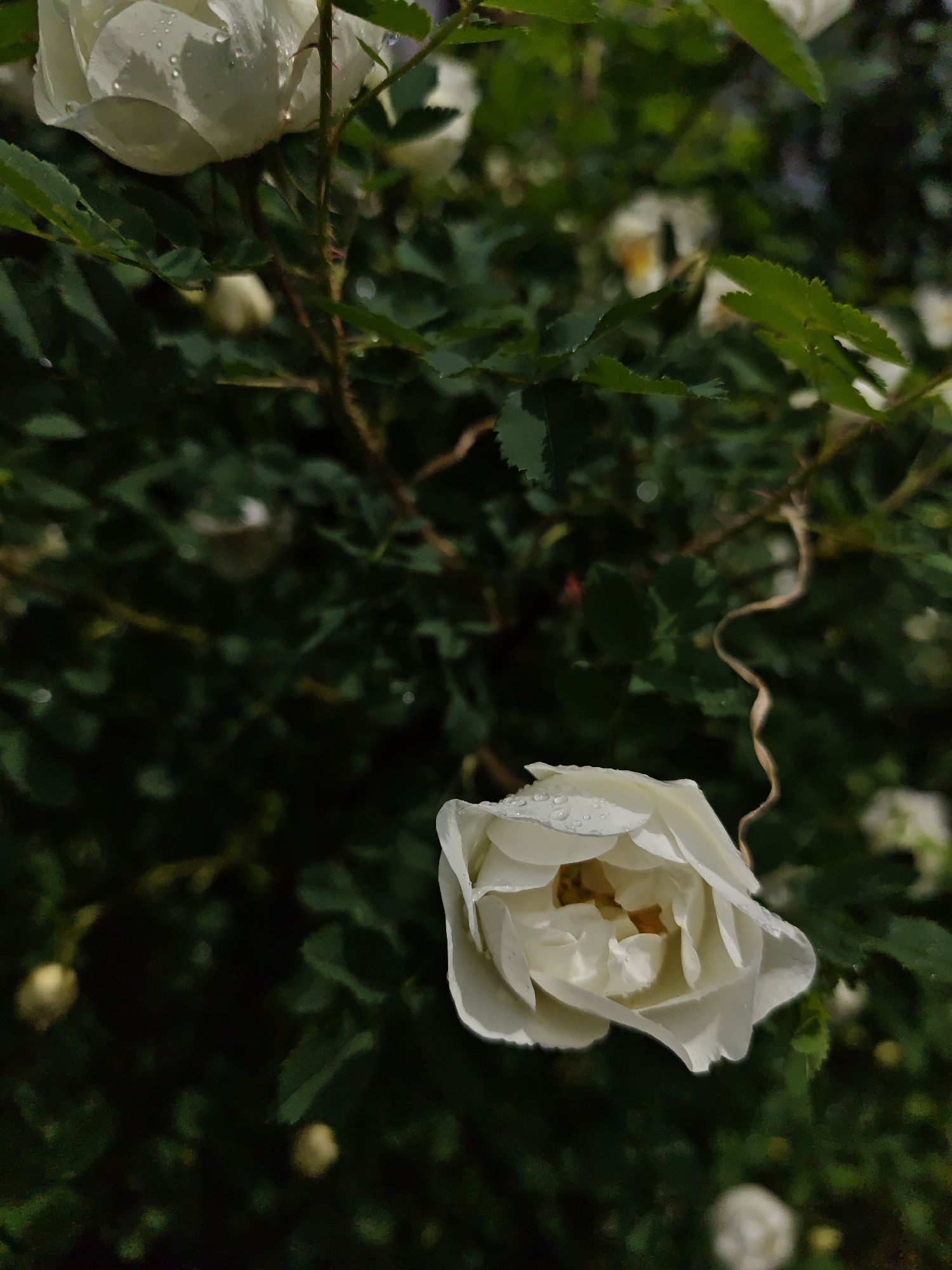 The image depicts a close-up of white roses with visible water droplets, situated against a background of dense green foliage. The location is unspecified, and no verifiable information links the image to Vinnytsia, Ukraine. No people, specific subjects, actions, or interactions are discernible in the photograph. The environment appears to be a garden or natural outdoor setting.