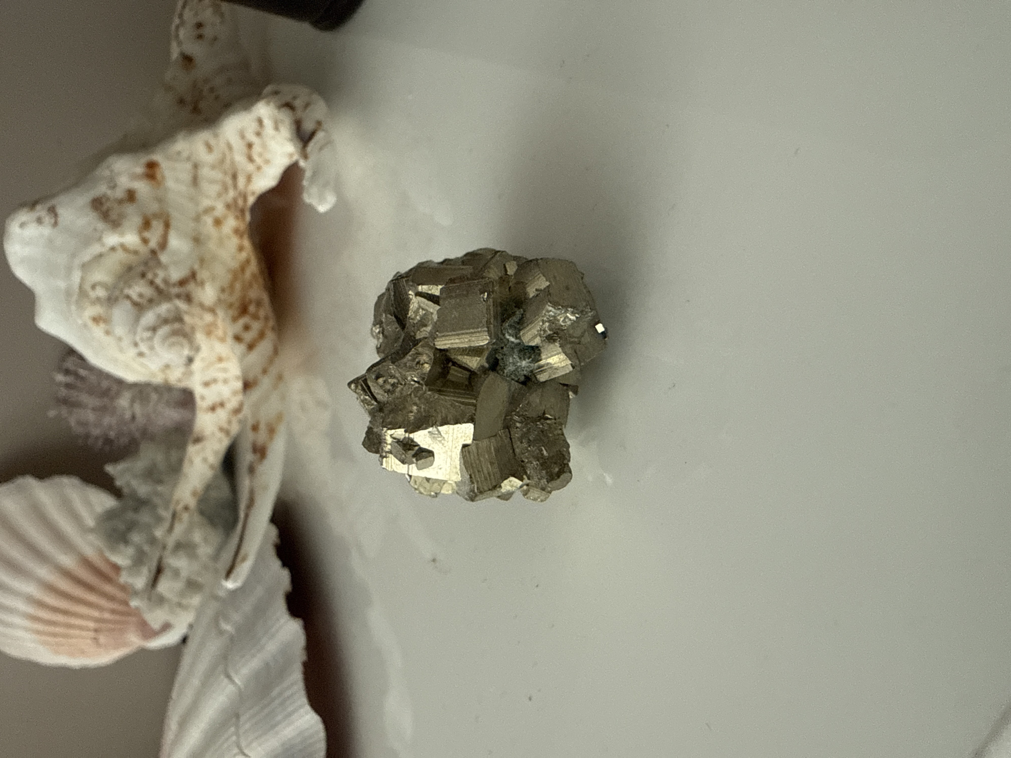 A close-up, eye-level, medium shot shows a cluster of fool's gold, or pyrite, resting on a white, flat surface. The pyrite specimen is centrally located and appears to be composed of intergrown cubic crystals with a metallic, golden sheen. In the blurred background, parts of several seashells are visible, including a large, white, ribbed scallop shell on the left and a more ornate, speckled shell on the right. The lighting is soft, creating subtle reflections on the pyrite and the white surface. The image is taken indoors, likely on a table or shelf. There is no indication of the city of Burgas, Bulgaria, or any other specific location.