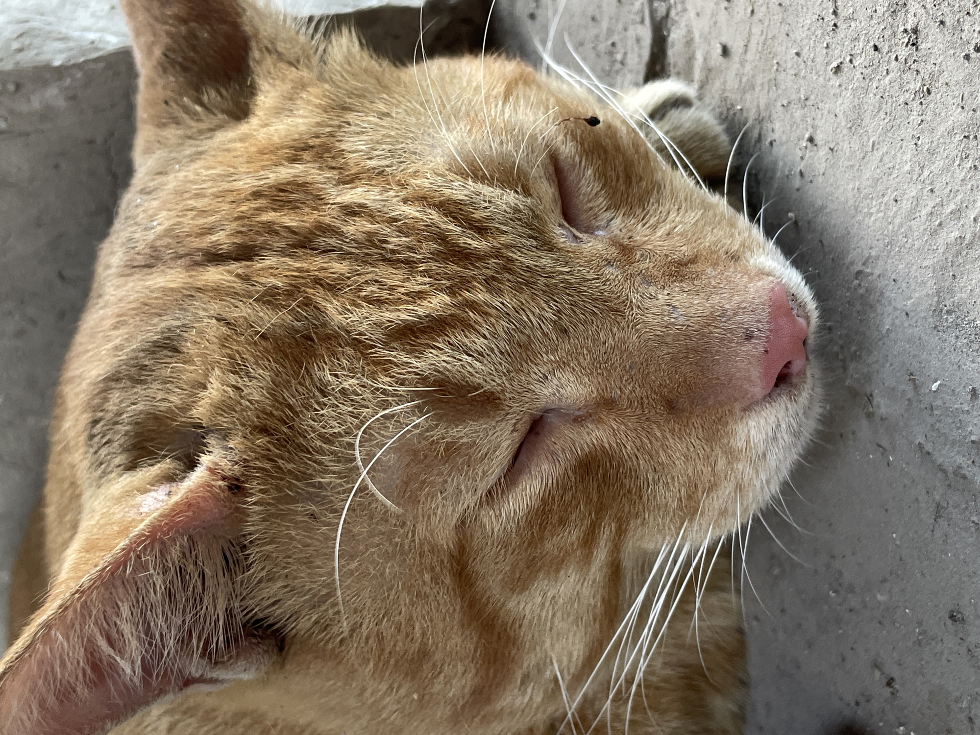 A close-up, eye-level shot shows the face of an orange tabby cat sleeping on a rough, gray concrete surface. The cat's eyes are closed, its pink nose is visible, and long white whiskers extend from its muzzle. The fur is detailed, with individual strands of ginger and darker orange stripes apparent. The background is blurred, suggesting a shallow depth of field. A small dark speck, possibly an insect, is visible near the cat's right eye. The environment appears to be outdoors, with the concrete ground suggesting an urban or suburban setting. Given the prompt for a location in Davao City, Philippines, this could be a common sight in alleyways, parks, or residential areas.