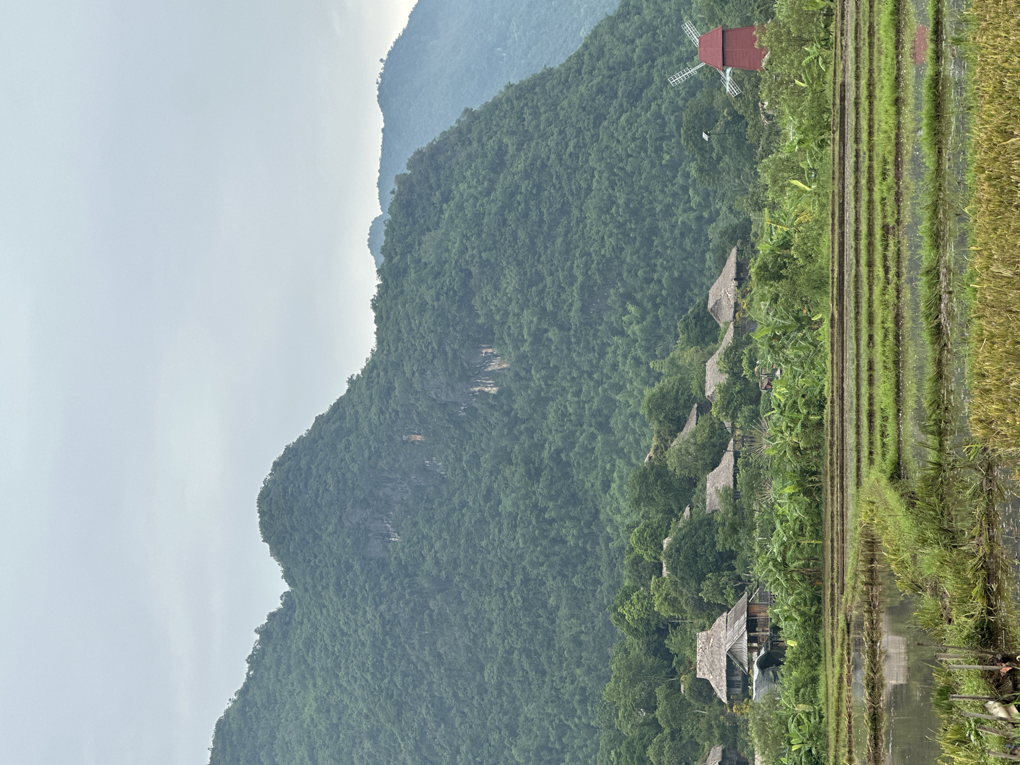 The image depicts a rural landscape in Mai Chau, Vietnam. In the foreground, there are flooded rice paddies with rows of young green rice stalks. Behind the paddies, a lush green field is dotted with banana trees and other tropical vegetation. Several traditional stilt houses with thatched roofs are nestled amongst the trees, suggesting a village settlement. To the right, a bright red Dutch-style windmill stands out against the green backdrop, possibly a decorative or functional element. In the background, a series of steep, verdant mountains rise, covered in dense forest. The sky is overcast and hazy, giving the scene a soft, diffused light. No people are visible in the frame, and the scene is tranquil and appears to be undisturbed.