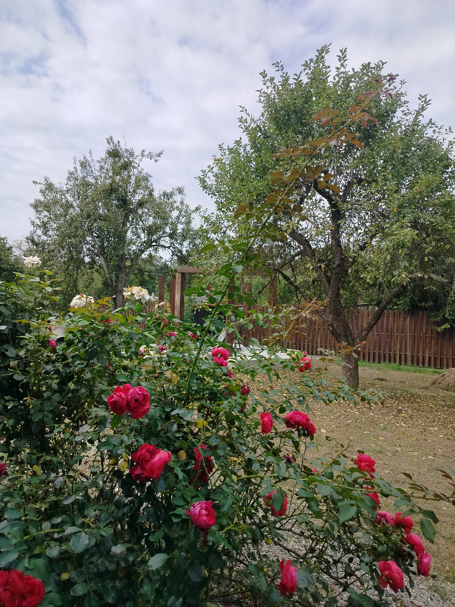 An outdoor scene depicts a garden with a focus on a dense rose bush in the foreground, laden with numerous red and pink roses in various stages of bloom. Behind the rose bush, two trees are visible, one with a gnarled trunk and a full canopy of green leaves, and another further back. A wooden fence runs along the right side of the image, bordering a grassy area with scattered fallen leaves. The sky is overcast with scattered white clouds. A hint of human presence can be observed in the background with two figures standing near a wooden structure and a mailbox. The location is identified as Shaumyan, Russia, suggesting a residential or park-like setting.