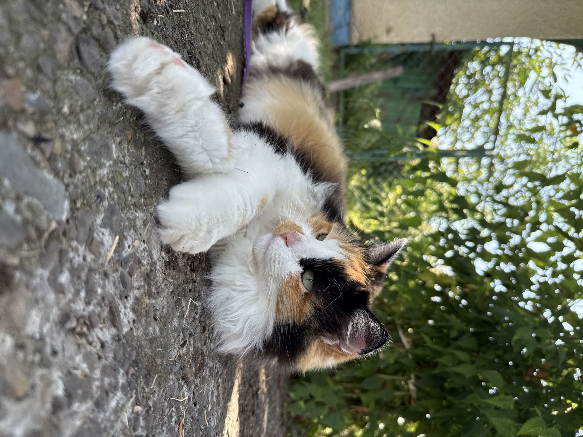 A calico cat is lying on a concrete surface outdoors. The cat is facing to the right, with its head turned slightly away from the camera. Its fur is a mix of white, black, and orange. The cat's eyes are green. In the background, there are green trees and a fence. The image is taken in a low-angle shot, with the cat filling most of the frame.