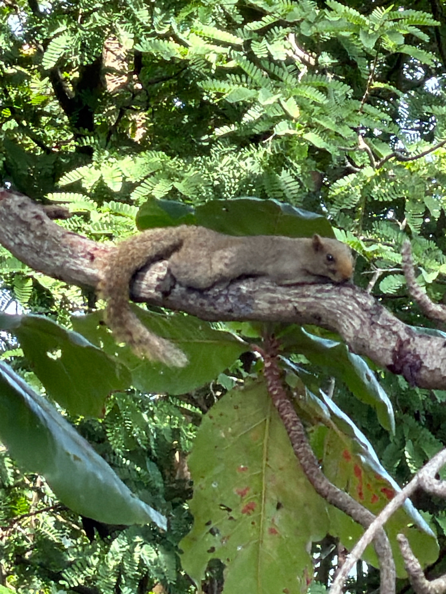 A brown squirrel lies stretched out on a tree branch amidst lush green foliage in a natural outdoor environment. The squirrel is positioned horizontally on the branch, its body elongated and relaxed. Its fur appears light brown or grayish-brown, and its tail is curled around its body and rests on the branch. The branch itself is rough and textured, with visible bark. Large green leaves are scattered throughout the frame, some obscuring parts of the branch and the background. The background is filled with dense green leaves and branches, suggesting a forest or park setting. The lighting indicates it is daytime, with sunlight filtering through the leaves, creating dappled light and shadow effects. There is no evidence of human presence or activity within the frame. This scene is likely in a natural habitat, possibly a park or jungle area within the city of Ko Samui District, Thailand, given the tropical vegetation.