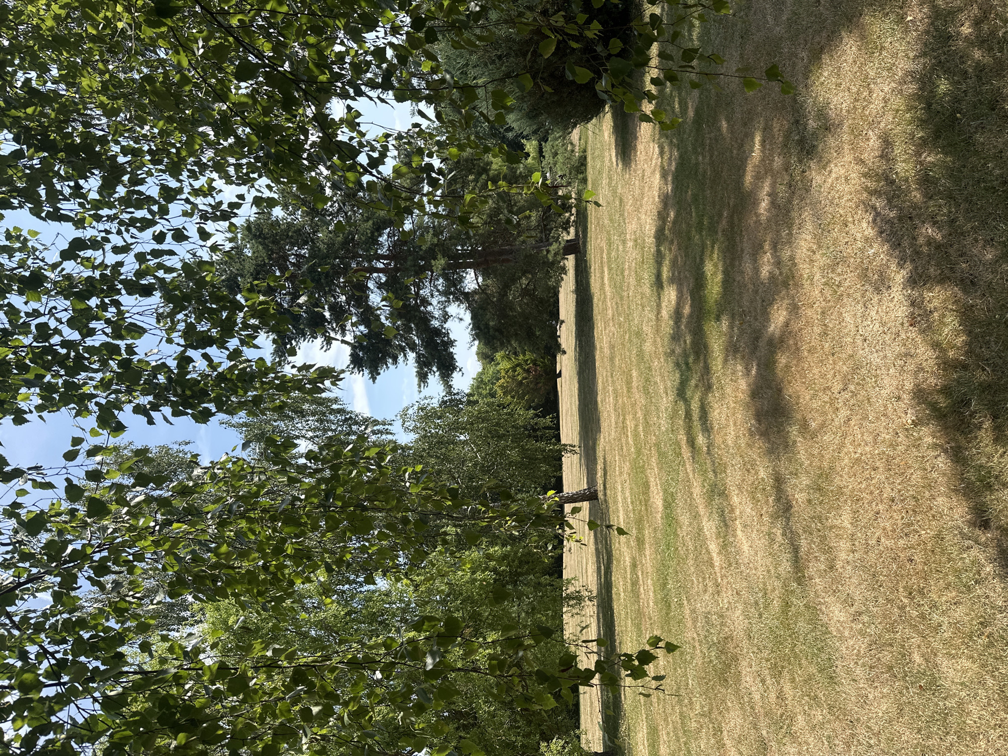 The image depicts a sun-drenched lawn in a park-like setting, likely in Epsom and Ewell, United Kingdom. The grass is parched and golden-brown, indicative of dry weather. Tall trees with lush green foliage, including birch trees with their distinctive white bark and a large conifer, frame the scene. Some of the birch branches hang low, with their leaves casting dappled shadows across the lawn. The sky is a clear blue with a few wispy white clouds. The overall impression is one of a peaceful, natural environment on a warm, sunny day. There are no people or animals visible in the image.