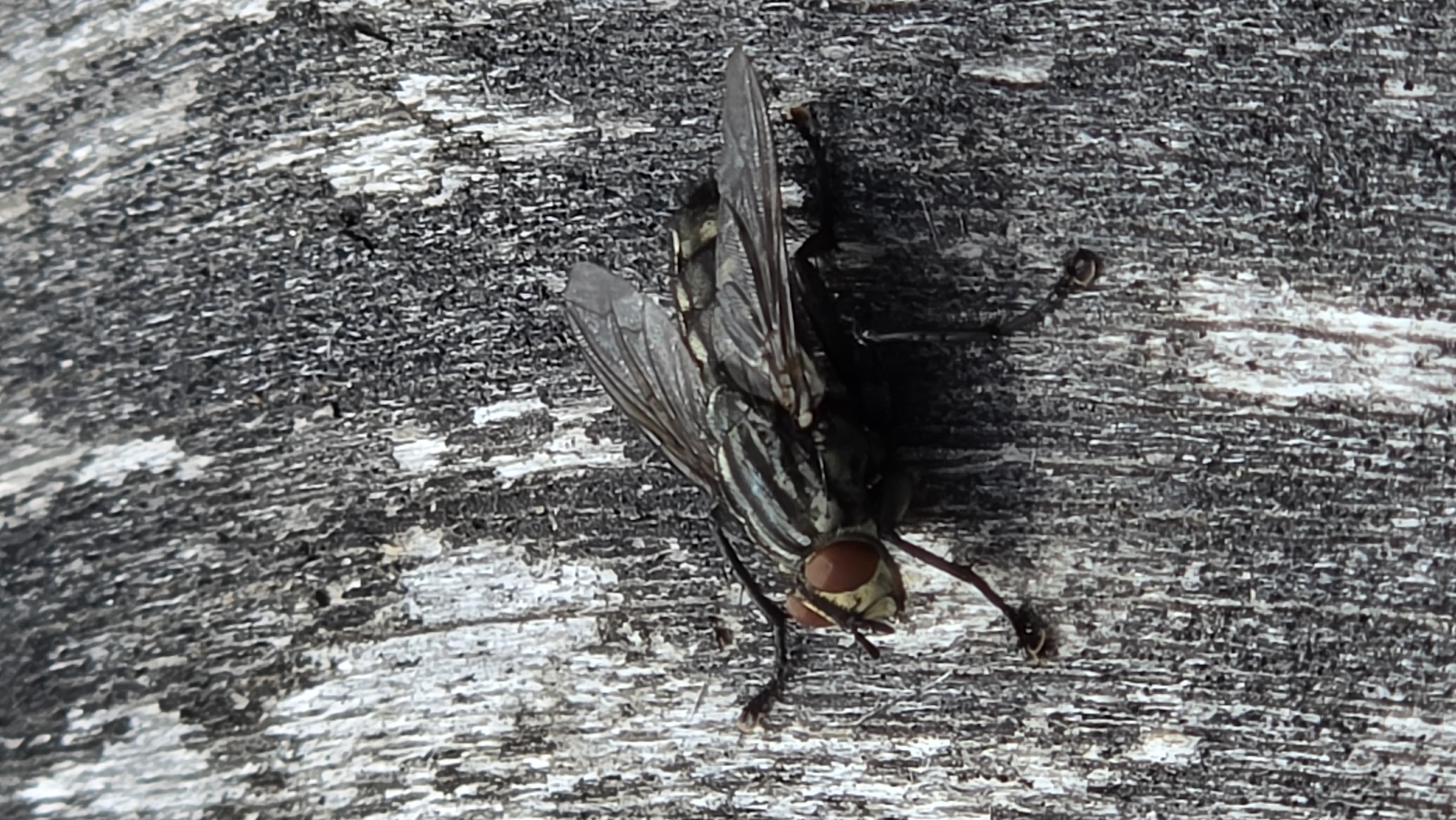 A close-up, high-angle shot shows a fly resting on a weathered, grey wooden surface. The fly is positioned horizontally across the frame, with its head facing the left. It has large, reddish-brown compound eyes, and its body is dark with thin, grey stripes. Its translucent wings are partially spread, revealing the veined texture. The wooden surface is characterized by rough, vertical grain and patches of lighter and darker wood, suggesting exposure to the elements. There are no people or other animals visible in the image. The scene appears to be outdoors, possibly in a rural or natural setting within the Уздзенскі сельскі Савет, Belarus.