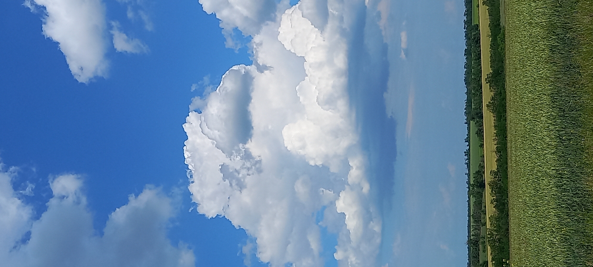 A vertical, medium-shot photograph captures a sky filled with fluffy white and gray clouds against a vibrant blue backdrop. The clouds dominate the upper half of the image, with a particularly large cumulus formation taking center stage. Below the sky, a panoramic view of a rural landscape unfolds. A field of green crops, likely wheat or barley, occupies the foreground. Beyond this field, a strip of trees separates it from distant agricultural fields and a hazy horizon. The scene is devoid of any people or man-made structures, suggesting an undeveloped or agricultural area. The lighting indicates a bright, daytime setting. The image does not contain any identifiable landmarks or features that would place it specifically within the city of Kryvyi Rih, Ukraine.