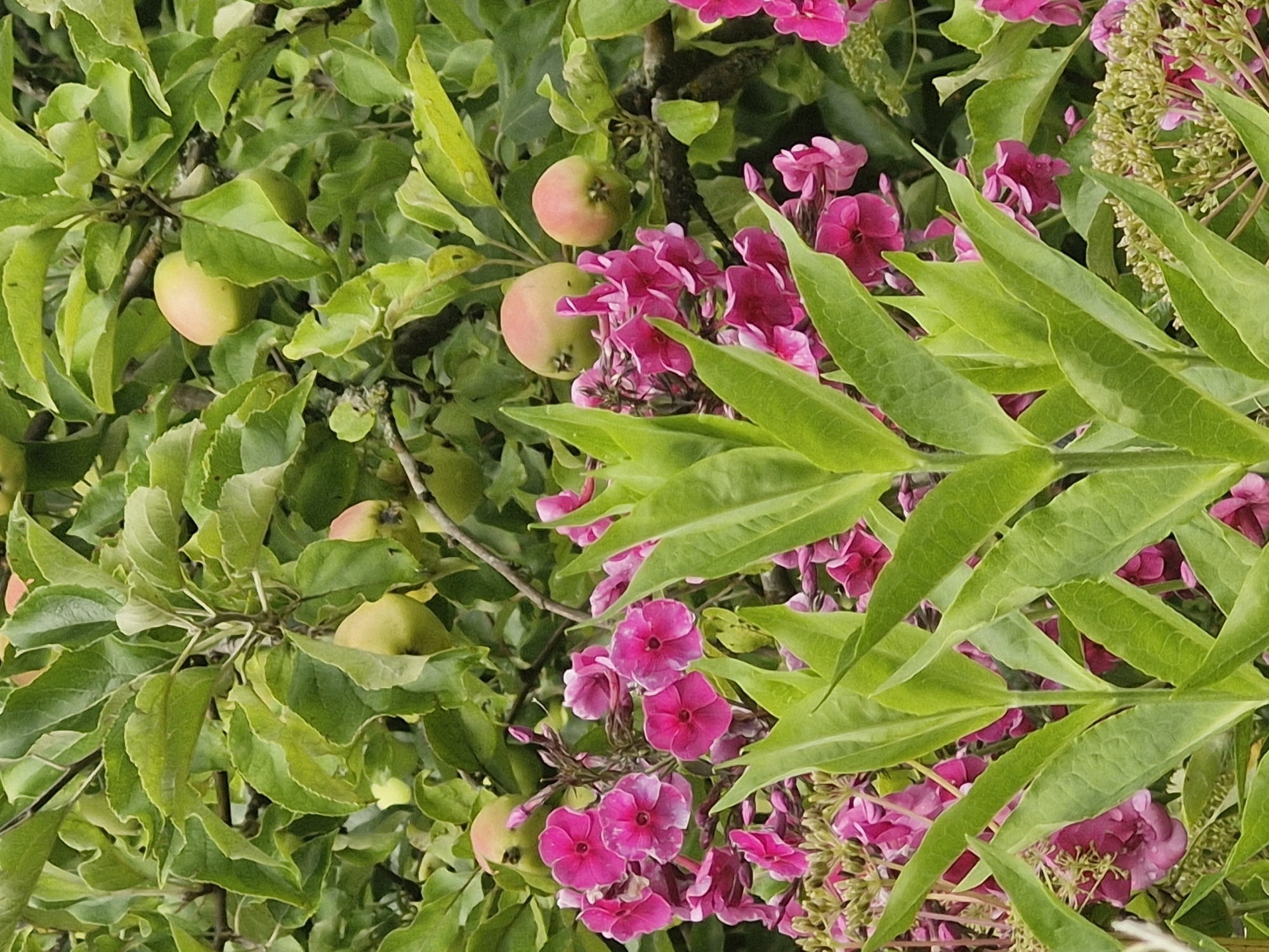 This image depicts an apple tree branch laden with unripe apples and vibrant pink flowers in the foreground. The environment appears to be a garden or orchard. The branches are covered in lush green leaves, with several small, pale green and pinkish apples visible. Interspersed amongst the apple tree branches are clusters of bright pink phlox flowers, some fully bloomed and others in bud. Tall, upright green leaves from another plant dominate the foreground, partially obscuring the flowers and apples. The lighting suggests it is daytime. No people or animals are present in the scene. The location is identified as Ķekava, Latvia.
