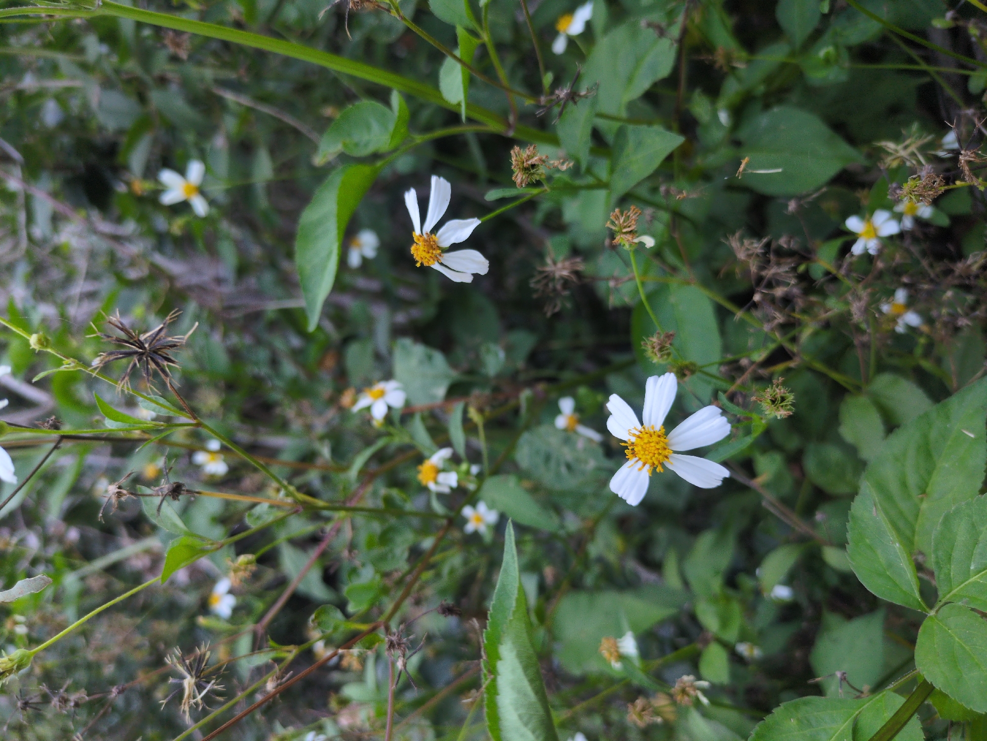The image depicts a close-up view of a cluster of plants and flowers, primarily featuring small white flowers with yellow centers. These flowers are intermixed with various green leaves, some of which appear to be broad and others narrower. Additionally, there are brown, seed-like structures present amongst the vegetation. The overall impression is of a dense, natural environment. The location is South Quy Nhon Ward, Vietnam.