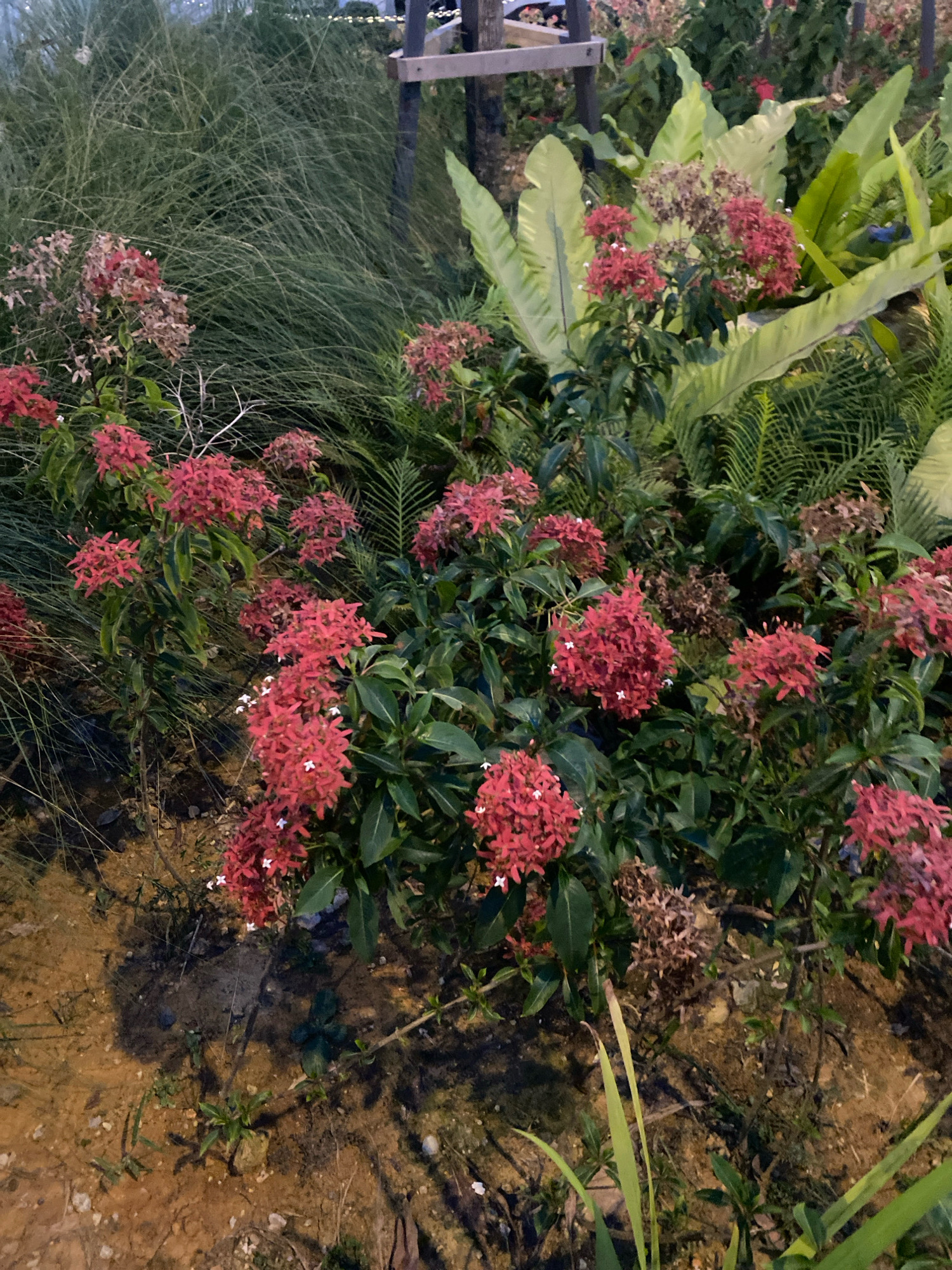 The image depicts a garden setting in Kuala Lumpur, Malaysia. In the foreground, several plants with clusters of small red flowers and dark green leaves are visible. The ground is covered with reddish-brown soil and scattered pebbles. Behind these flowering plants, there are taller grasses and broad-leafed plants. A wooden structure, possibly a fence or part of a garden feature, is partially visible in the upper portion of the image. The lighting suggests it might be dusk or night, with some artificial lights casting shadows. There are no people or animals visible in the scene.