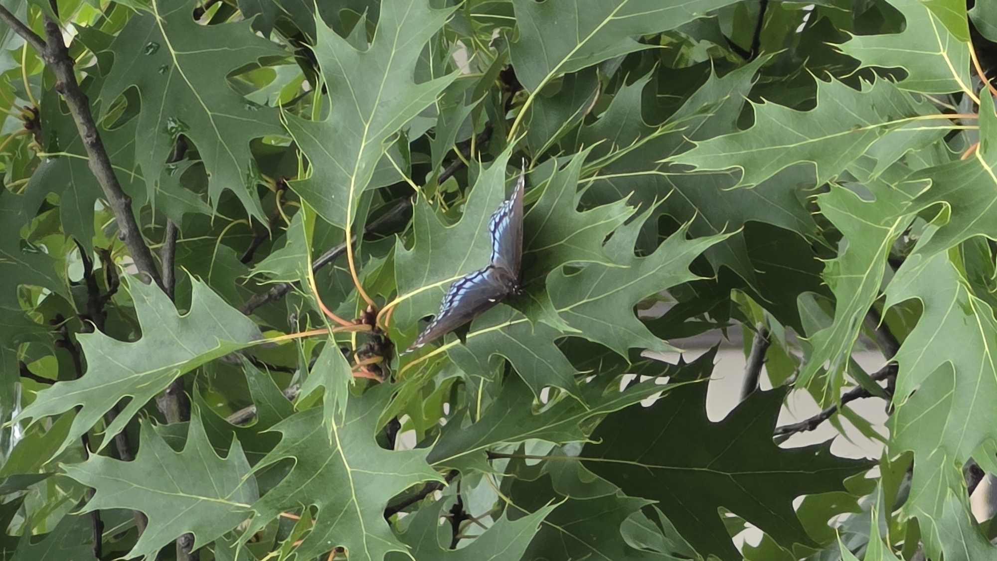 A dark-winged butterfly with blue markings rests on a large green oak leaf. The butterfly's wings are partially open, revealing intricate patterns of iridescent blue. The leaf it is perched on is one of many on a tree with dark branches. The background is filled with more green oak leaves, creating a lush, natural setting. The image appears to be taken outdoors, possibly in a park or backyard, with diffused light suggesting an overcast day or shaded area. There are no people or man-made structures clearly visible in the immediate vicinity of the butterfly. The overall scene is serene and focused on the natural beauty of the insect and its environment.
