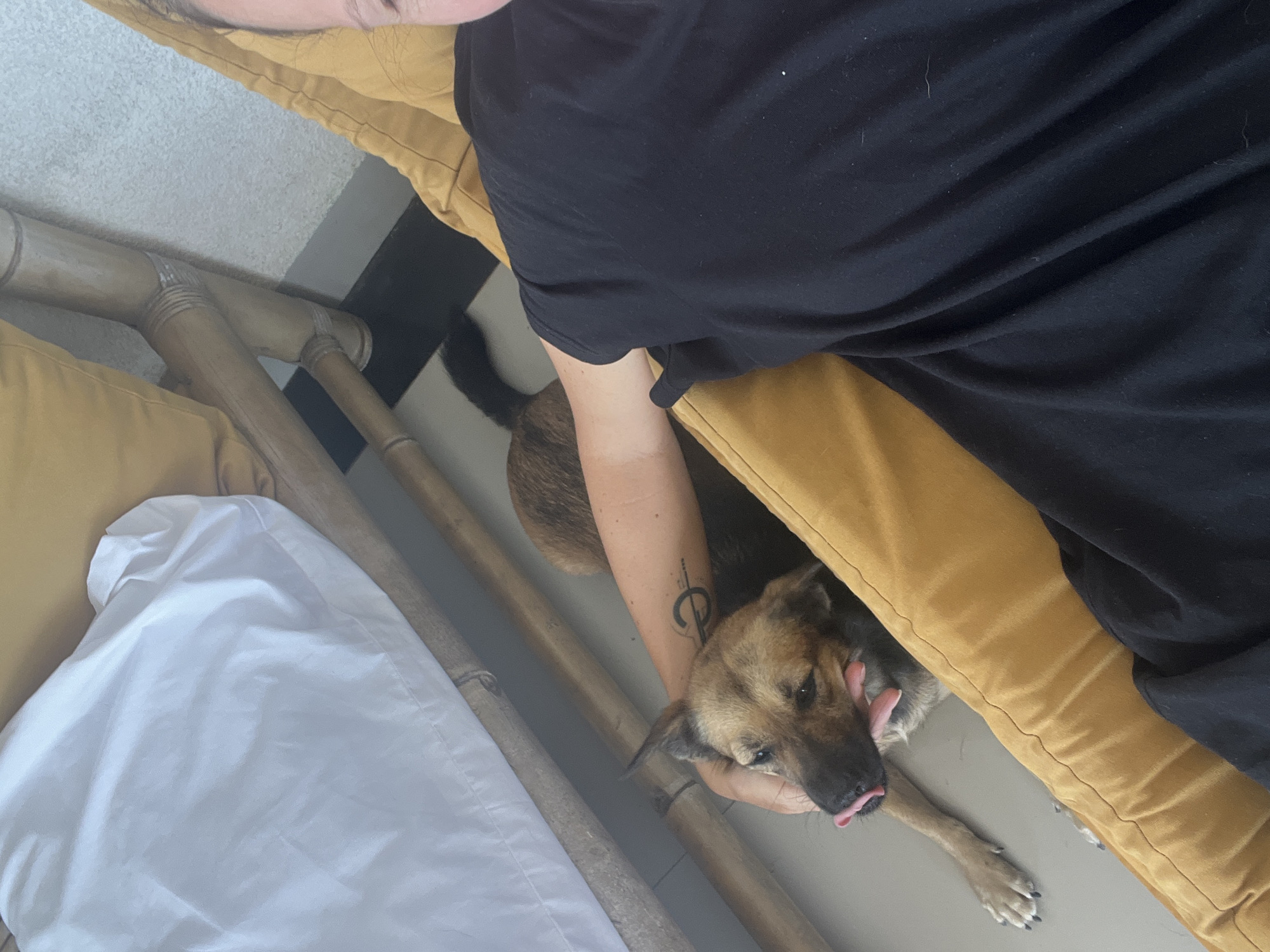 A partially visible person wearing a black shirt is sitting on a mustard-colored couch in Canggu, Indonesia. The person's arm is holding a brown and black dog, which is lying on the floor. The dog is sticking its tongue out. Part of a white pillow is visible on the couch. The couch frame appears to be made of bamboo. The floor is gray.