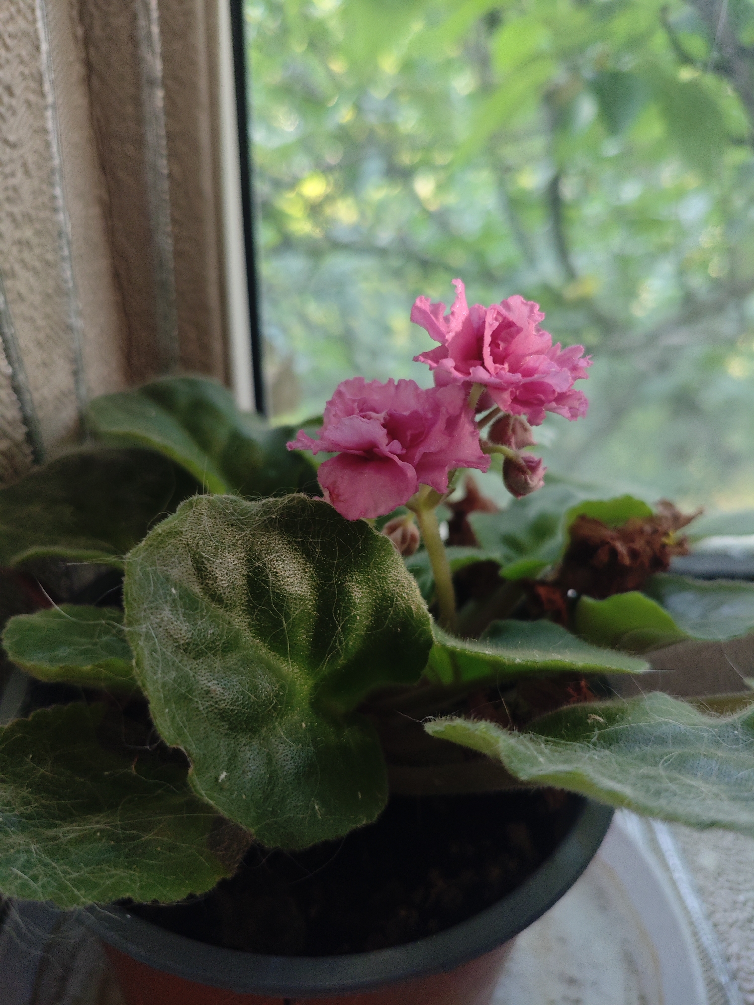 A potted African violet with bright pink, ruffled flowers sits on a windowsill. The leaves are dark green and fuzzy, with some signs of browning on the edges. Behind the plant, a window shows a blurred backdrop of green foliage, suggesting an outdoor setting. To the left, a textured curtain is partially visible. The scene is indoors, likely in a residential area of Krasnaya Polyana, Russia, with the natural light indicating daytime. There are no people or animals present in the image.