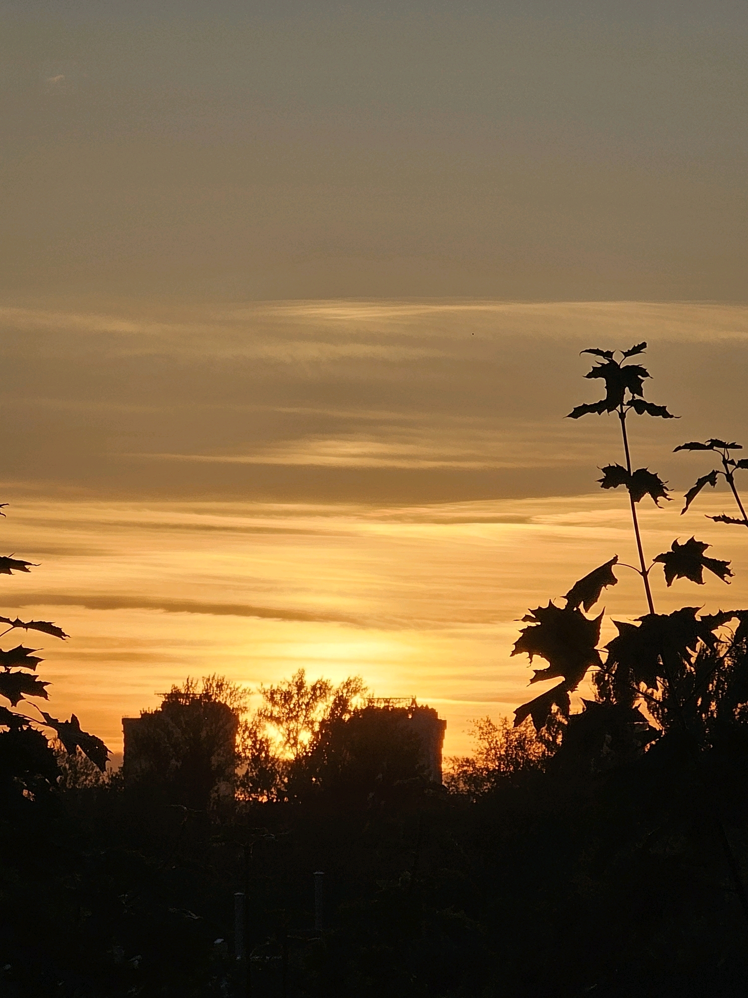 This is a vertical, medium shot of a sunset over Khimki, Russia. Silhouetted in the foreground are maple leaves and branches against a sky filled with horizontal bands of orange and yellow clouds. In the middle ground, the dark silhouettes of trees and a building are visible. The building appears to be multi-story with a flat roof and is partially obscured by the trees. The overall lighting is low, with the warm tones of the sunset dominating the sky.