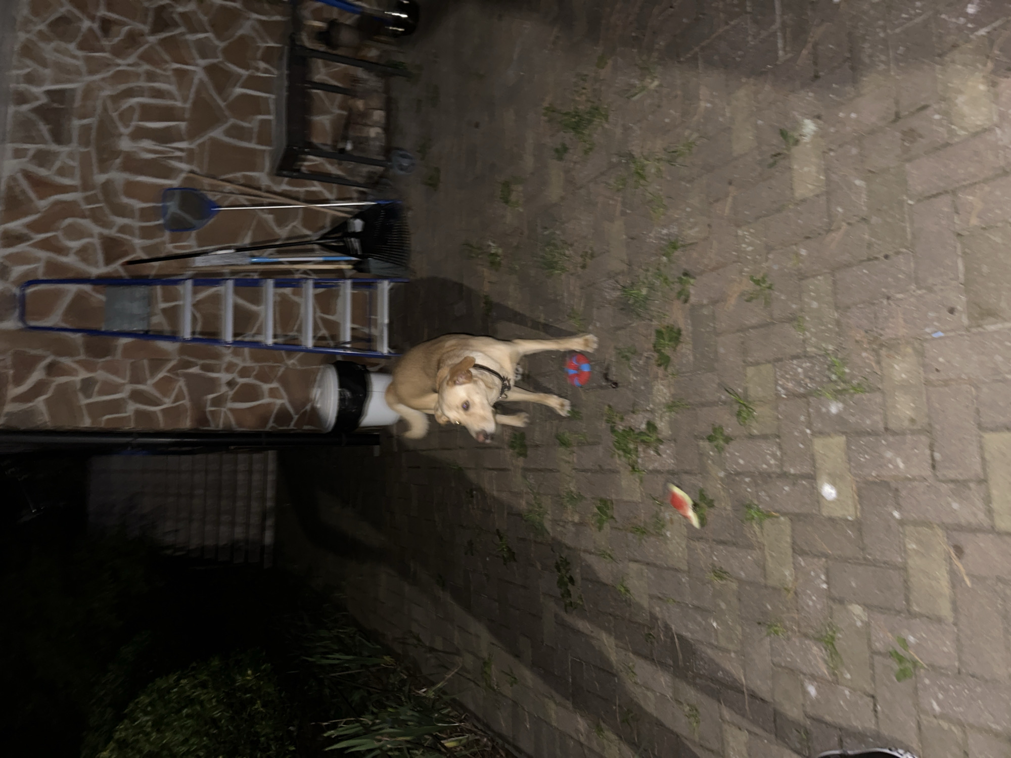 The image depicts an outdoor scene at night, possibly in a backyard or patio area. A light-colored dog stands in the center of the frame, looking to its right. The ground is paved with rectangular bricks, and patches of grass are growing between them. To the left of the dog, a slice of watermelon lies on the ground. In the background, a blue ladder leans against a stone wall. Various gardening tools, including a rake and a net, are also visible. A trash can is situated near the base of the ladder. The overall lighting suggests artificial illumination. There is no indication that this scene is in the city of Sochi, Russia.