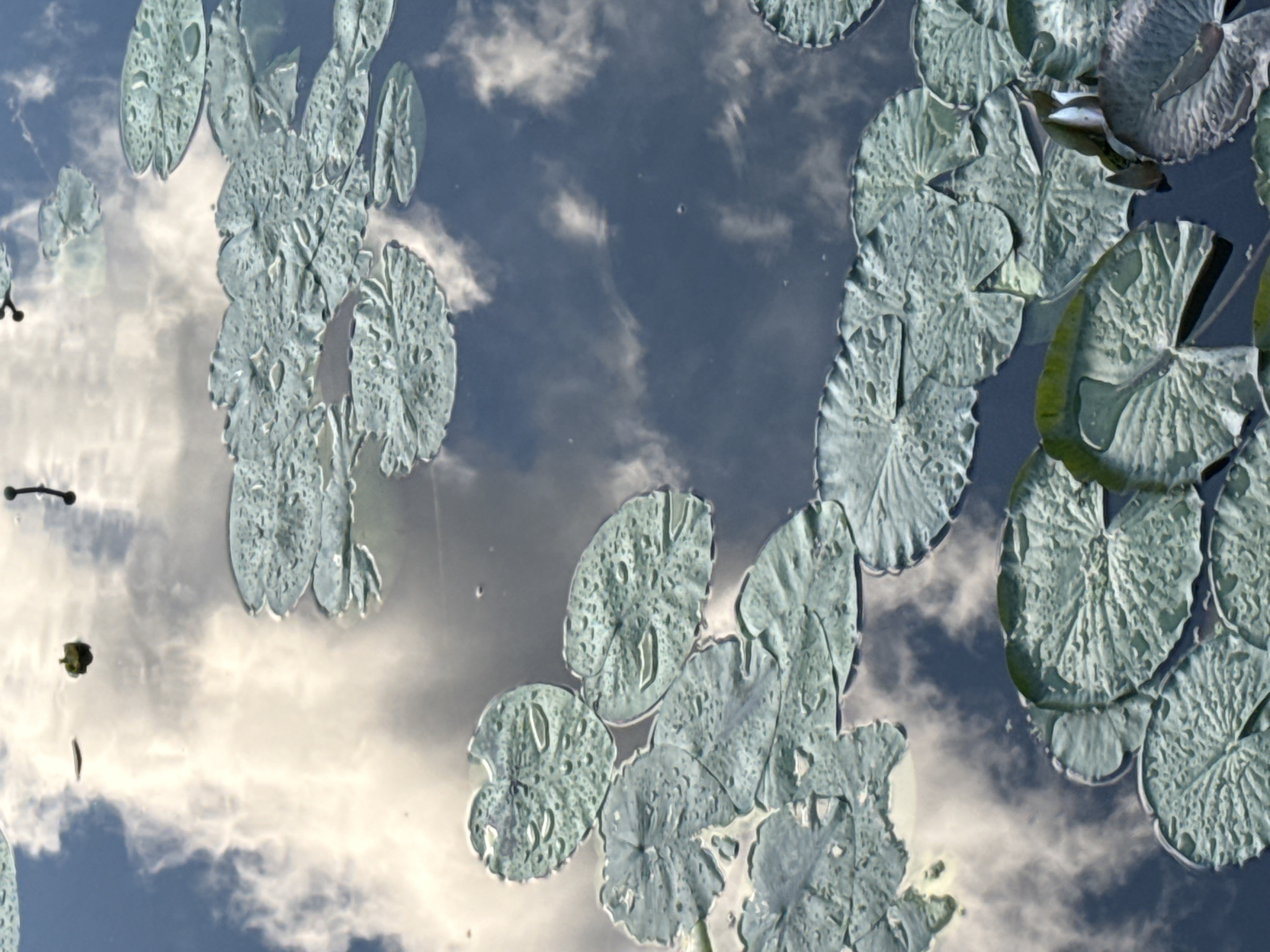 This media file captures a close-up view of lily pads floating on the surface of a body of water, with reflections of the sky and clouds visible. The lily pads are various shades of green and have a textured surface, with some showing small water droplets. The water reflects a cloudy sky, suggesting an overcast or partly cloudy day. The reflections create a mirrored image of the sky, with streaks of white clouds against a blue background.
There are no people or discernible objects other than the lily pads and the natural reflections. The scene appears to be set in a natural environment, likely a pond or lake, given the presence of lily pads. The time of day is not explicitly indicated, but the quality of light suggests it is daytime. The weather appears to be mild, with clouds present in the sky.
The location context is Moscow, Russia, which provides a geographical setting for this natural scene. There is no visible text in the image. The overall impression is one of serene natural beauty, focusing on the interplay of the lily pads, water, and sky reflections. The abstract arrangement of the lily pads and the soft reflections contribute to a tranquil and meditative quality of the image.