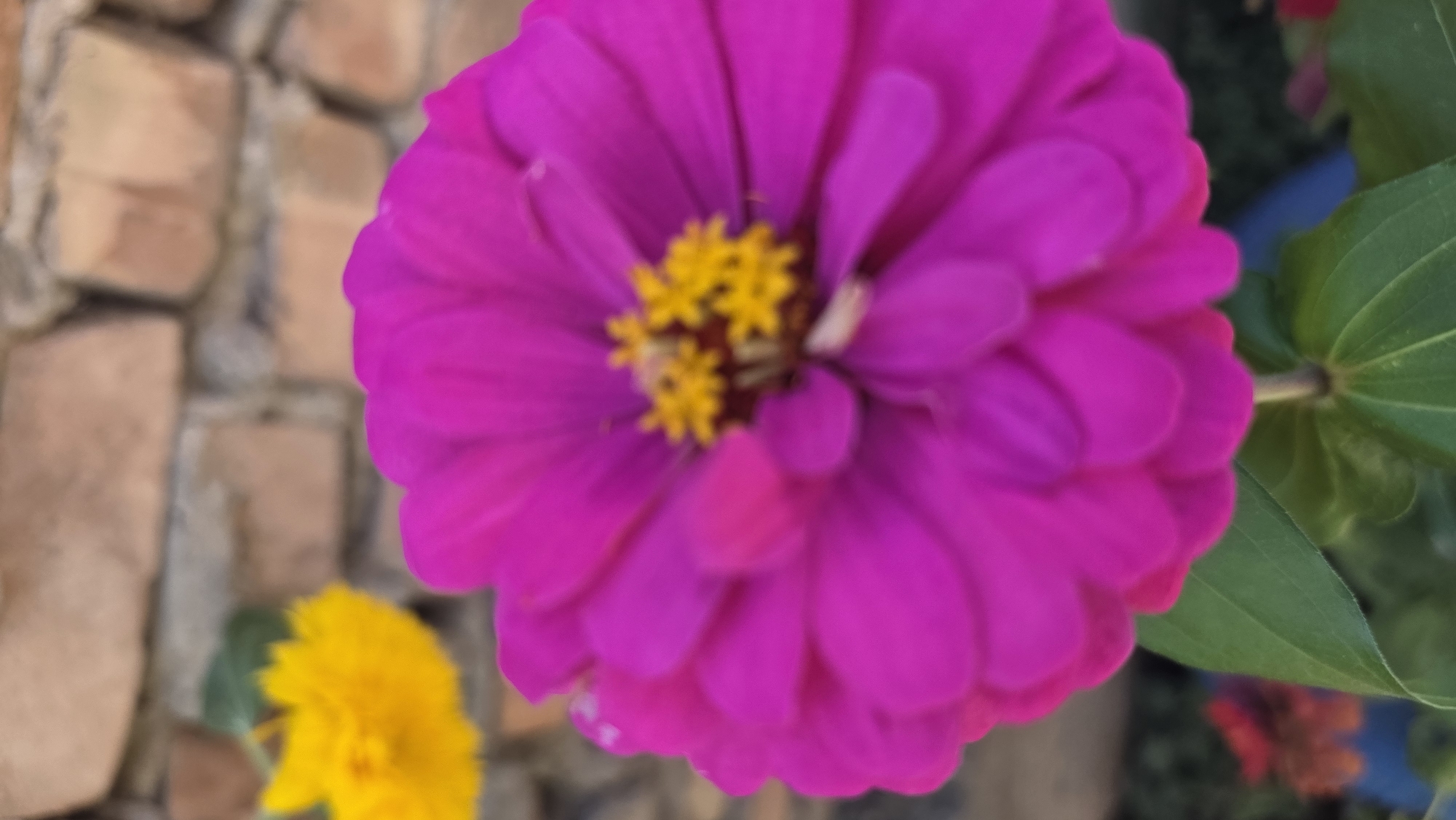 A close-up, vertical shot features a vibrant pink zinnia flower in the foreground, its layered petals taking up most of the frame. The center of the zinnia has small, yellow, star-shaped florets. To the left and slightly out of focus is a bright yellow flower. In the background, a brick wall provides a textured backdrop. The image appears to be taken outdoors, likely in a garden setting within Tokmok City, Kyrgyzstan.