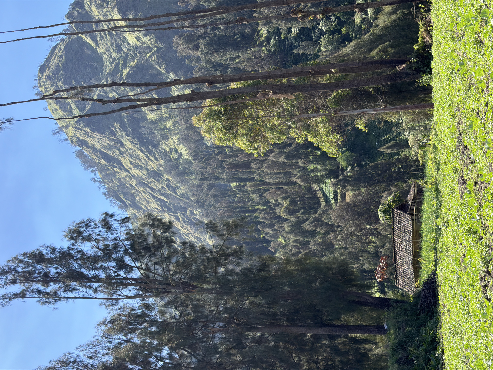 In Ngadisari, Indonesia, a serene landscape unfolds under a clear blue sky. In the foreground, a vibrant green field of crops stretches across the frame, hinting at agricultural activity. To the left, a cluster of tall, slender trees with sparse, dark foliage stands sentinel. Nestled behind these trees, a rustic dwelling with a tiled roof and bamboo walls peeks out from amidst the greenery. The middle ground is a dense forest, with a multitude of trees covering the undulating slopes of a majestic mountain. The mountain itself is a dominant feature, its textured slopes bathed in dappled sunlight, showcasing shades of green and brown. The overall scene evokes a sense of rural tranquility and the natural beauty of the Indonesian highlands.