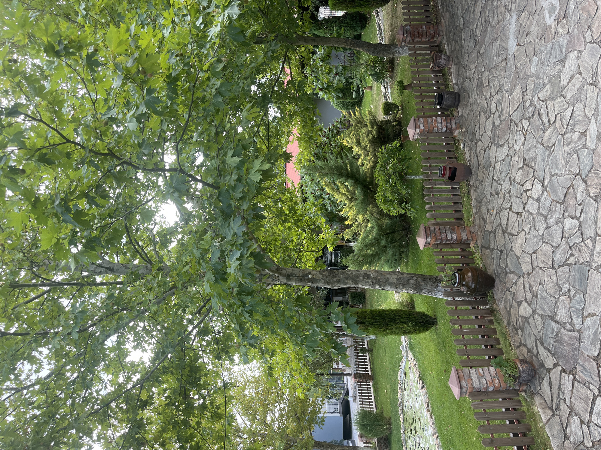 The image depicts a well-maintained outdoor area, likely a garden or courtyard, with a paved stone pathway in the foreground. A low wooden fence with brick pillars separates the pathway from a grassy area. Beyond the fence, several trees with lush green foliage dominate the scene, suggesting a temperate climate. The trees are of varying sizes and types, with one particularly large tree in the mid-ground. In the background, there is a pond with water lilies, a building with a red roof, and other greenery. Several decorative pots, some containing plants, are placed along the pathway and in the garden. The overall impression is one of a peaceful and verdant setting.