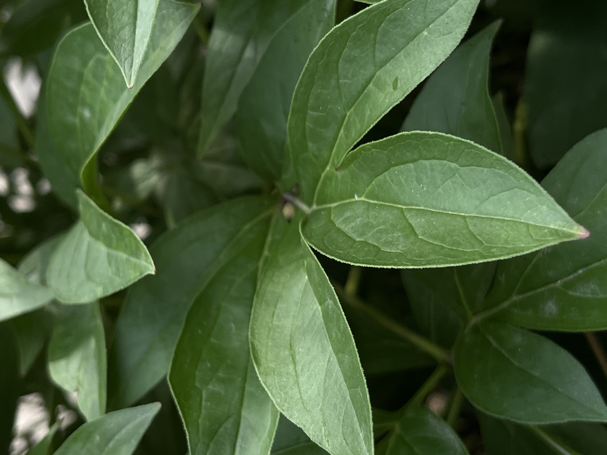 The image is a close-up, overhead view of vibrant green foliage, likely from a plant like a peony. The leaves are broad, with visible veins and slightly serrated edges. Some leaves are curled or overlapping, creating a layered effect. The lighting suggests an outdoor setting, possibly during daylight hours, with soft shadows indicating diffused light. The background is out of focus, revealing darker green hues and hints of lighter, brighter areas that could be sky or other foliage. There are no people, animals, or man-made objects clearly visible. The image does not provide any specific contextual clues to pinpoint its location within the city of Lviv, Ukraine, or any other urban environment.