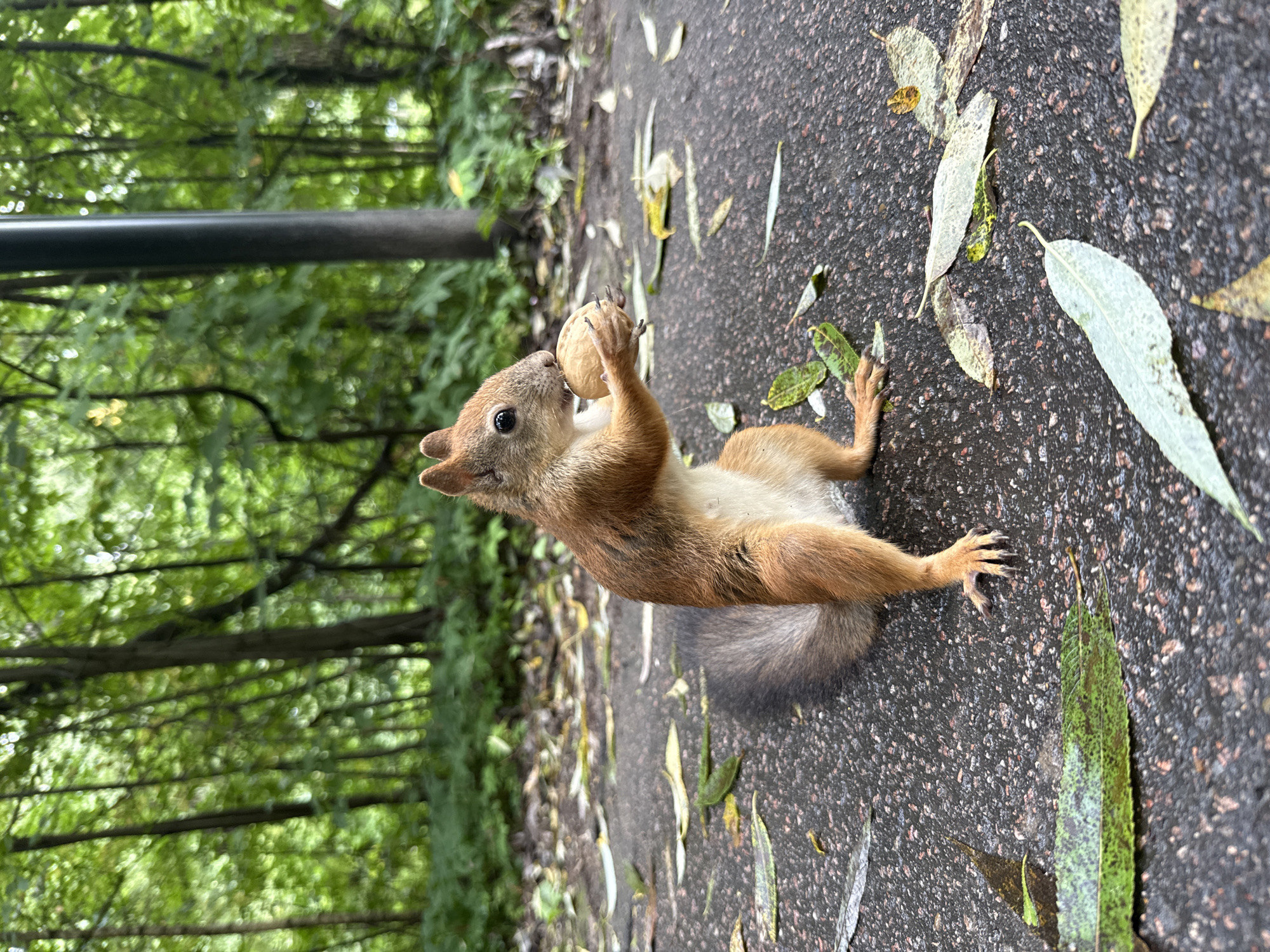 A close-up, low-angle shot captures a red squirrel in a park in Rusanovo, Russia. The squirrel, positioned on a paved path speckled with fallen leaves, is holding a round nut in its paws, bringing it towards its mouth. The background is a blur of green foliage and trees, suggesting a natural, wooded environment. A dark, vertical pole is visible to the right of the squirrel. The lighting is soft and diffused, indicative of an overcast day or shaded area. The squirrel's fur is a vibrant reddish-brown with a lighter belly and a bushy tail. Its ears are pointed, and its eyes are dark and alert. The path appears damp, with some leaves glistening with moisture.