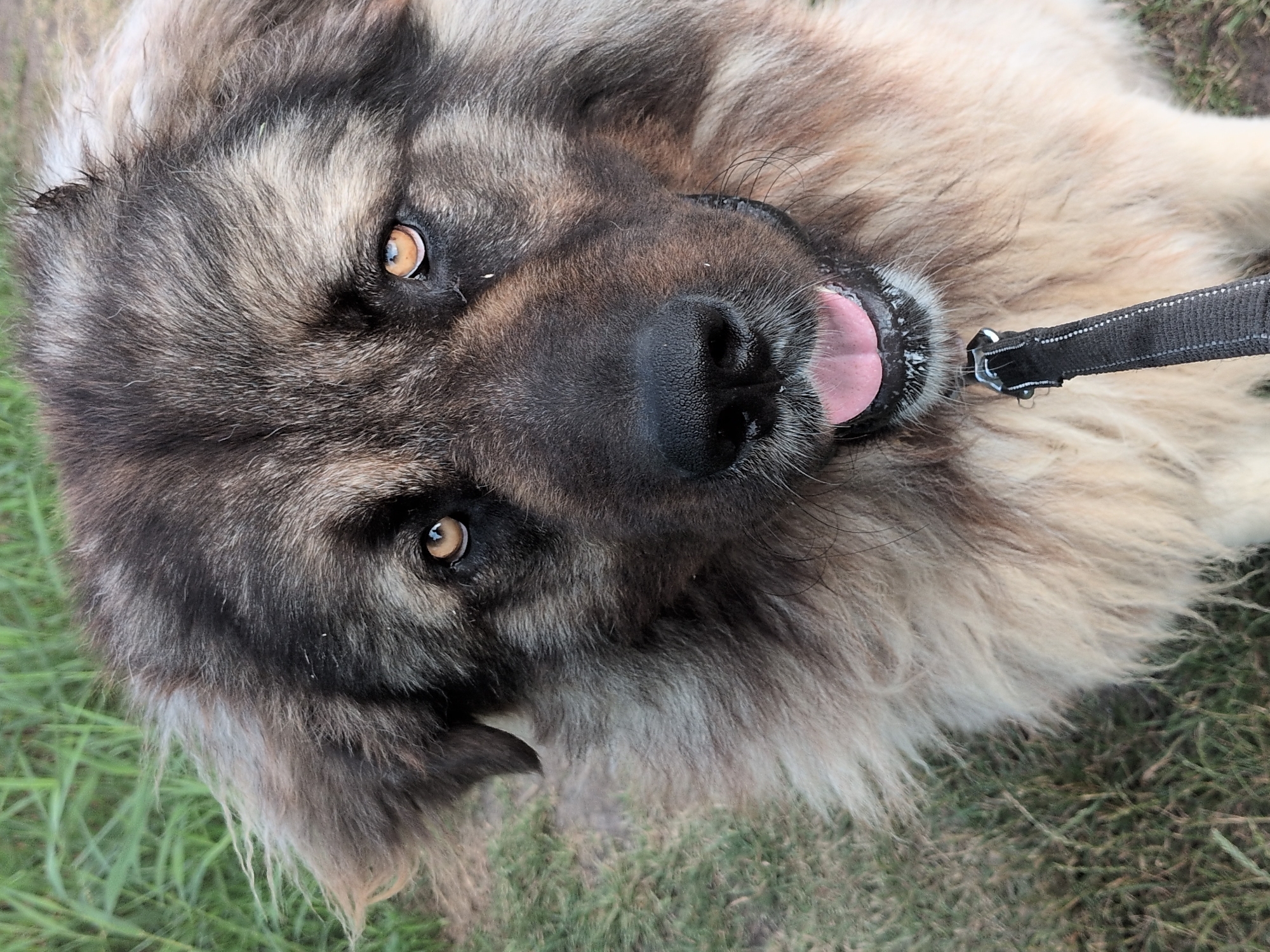 A close-up, eye-level, full-body shot shows a large, fluffy dog with golden-brown eyes and a black nose outdoors. The dog's fur is a mix of brown, gray, and cream colors. Its mouth is slightly open, revealing a pink tongue and some white foam. A black leash with reflective stitching is attached to the dog's collar and extends out of the frame. The background consists of green grass and dry dirt. The image was taken in the vicinity of Rastenberg, Germany.
