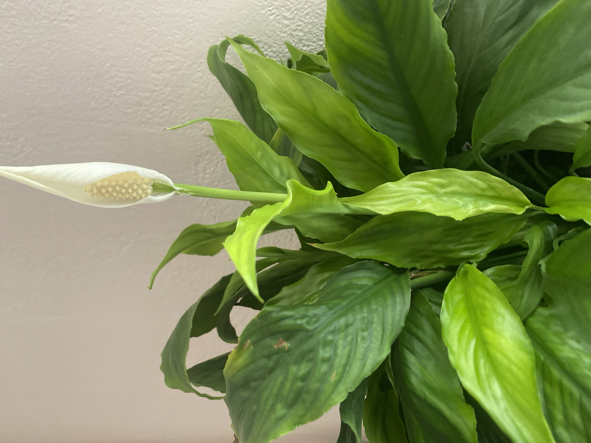 The image shows a close-up of a peace lily plant. The plant has large, dark green leaves and a single white flower. The flower is hooded and has a spadix in the center that is covered in tiny, cream-colored flowers. The peace lily is set against a plain, light-colored background that appears to be a wall. The lighting is soft, suggesting it could be natural light from a window. There is no text visible in the image. The overall impression is one of a healthy, well-maintained houseplant.