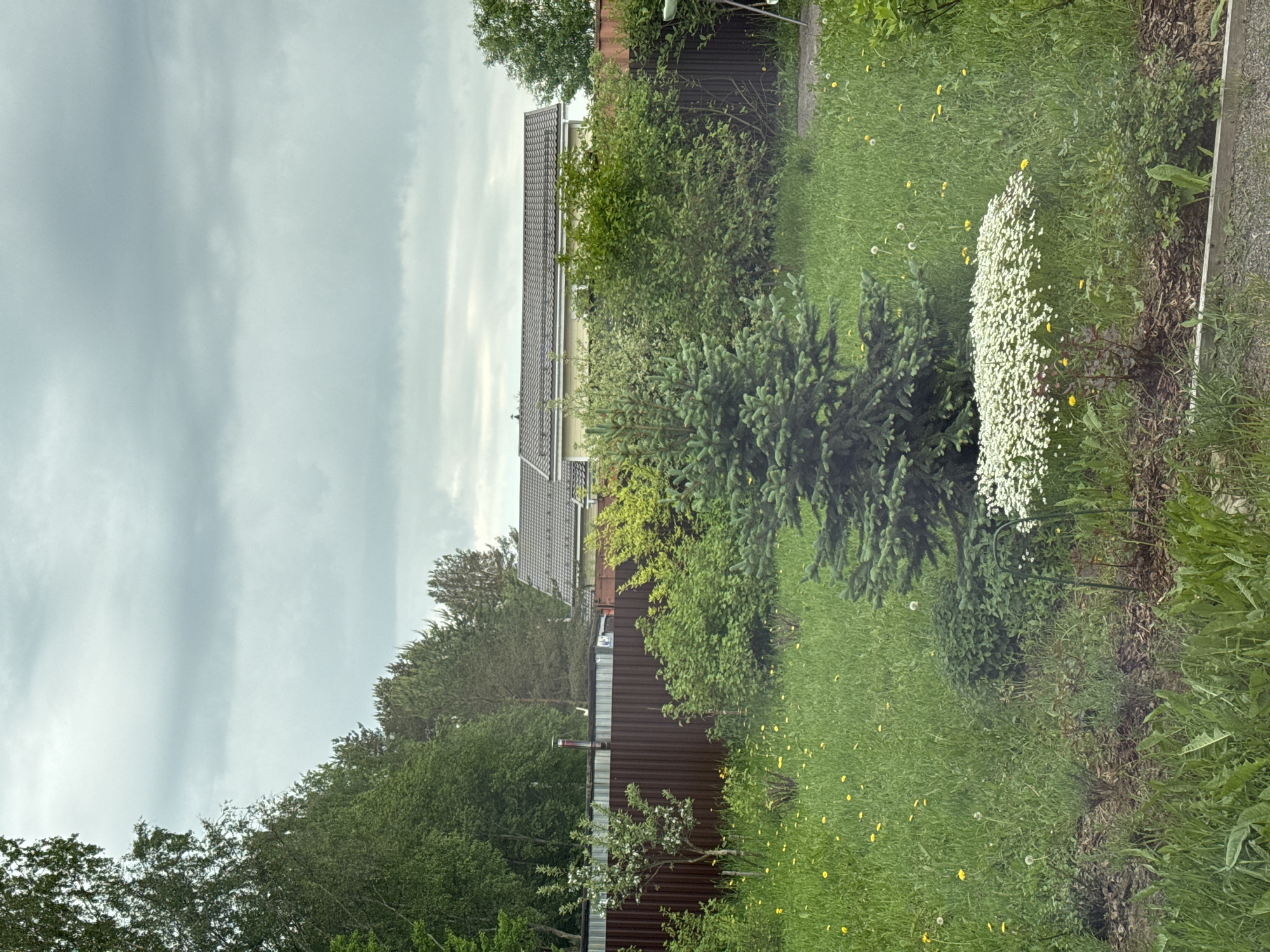 This outdoor photograph depicts a green, residential backyard or garden scene under an overcast sky in Steklyannyi, Russia. No people are visible, and no specific activity is taking place.
In the background, a house with a dark, tiled roof and light-colored (possibly beige or light yellow) walls is partially obscured by trees and bushes. To the left of the house, more trees extend towards the horizon. To the right of the main house, a smaller, dark brown corrugated metal outbuilding or shed with a small metal chimney is visible. A similar brown corrugated metal fence runs along the property line.
The foreground and midground are dominated by lush green grass, which appears somewhat wild with scattered yellow dandelions and some white puffy seed heads. A prominent, dense patch of small white flowers, possibly a groundcover, is situated in the midground to the right, next to a garden bed with dark soil and mulch. A dark green metal support structure is partially visible behind these white flowers. Several types of trees and shrubs are present, including a large, well-formed conifer (possibly a spruce or fir) in the midground to the left, and various deciduous bushes and trees.
The sky is entirely overcast with soft, diffused light, indicating a cloudy or possibly rainy day. There is no visible text in the image. The overall impression is one of a natural, somewhat unkempt garden space.